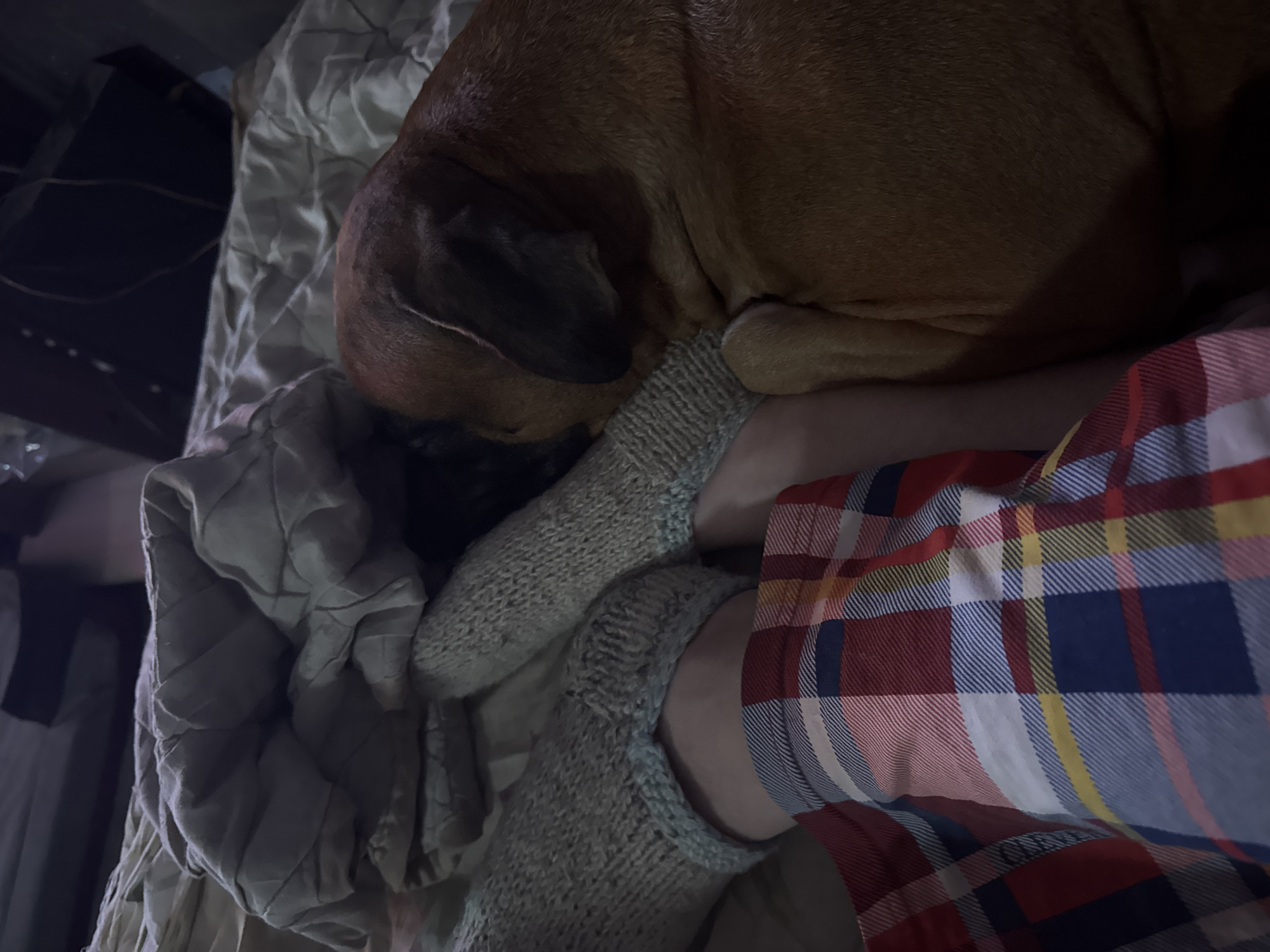A close-up, low-angle shot shows a person wearing grey knitted socks and a red and blue plaid pajama bottom in a dimly lit indoor setting. A brown dog rests its head on the person's leg. Part of a rumpled grey quilted blanket or comforter is visible. The location is not discernible from the image.