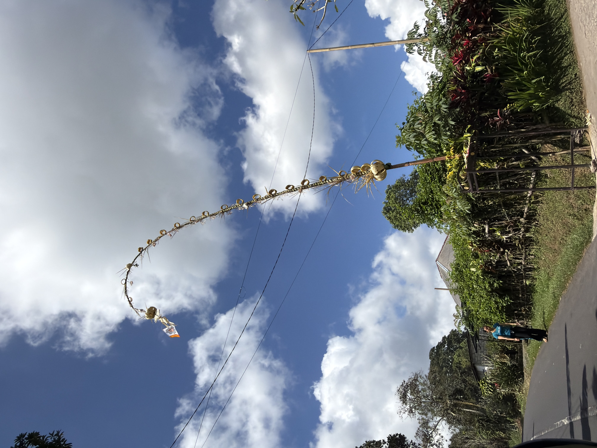 In Baturiti, Indonesia, a tall, curved bamboo structure, adorned with festive decorations, reaches towards a bright blue sky filled with fluffy white clouds. The structure is decorated with small golden rings, dried leaves, and what appear to be gourds or similar organic materials. At the very top, a small flag with an orange and white motif is visible. The bamboo pole is supported by a darker, thicker pole near its base. To the left of the bamboo structure, a woman in a teal t-shirt and dark pants stands on the side of a paved road. She is facing towards the left and appears to be looking down. The road is bordered by a lush green embankment and a rustic fence made of wood and branches. Behind the fence, a dense wall of green foliage and trees creates a verdant backdrop. A few houses with tiled roofs are partially visible through the trees. Overhead, power lines crisscross the sky, supported by wooden poles. The scene is lit by bright sunlight, casting shadows on the road and ground.