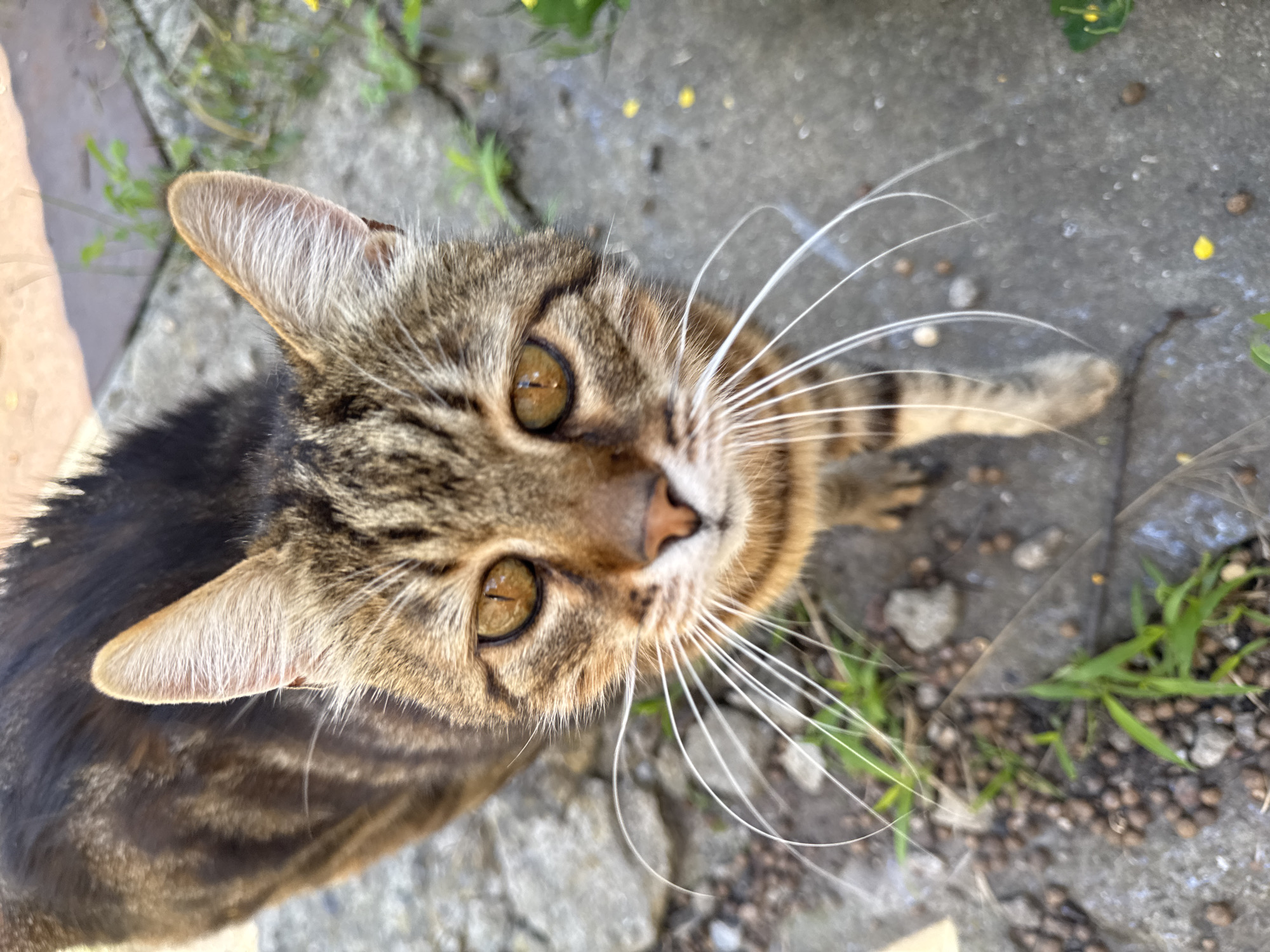 A close-up, eye-level shot captures a tabby cat looking directly at the camera. The cat's fur displays a mix of dark brown and tan stripes, with its face and ears prominently featured. The cat's eyes are a striking amber color, and long, white whiskers extend outwards. The background is an outdoor, possibly urban setting, with cracked gray concrete interspersed with small green plants and scattered dark, pebble-like debris. The lighting suggests it is daytime, with sunlight illuminating the scene. The specific location of Rozdilna, Ukraine, cannot be determined from the visual information present in the image.