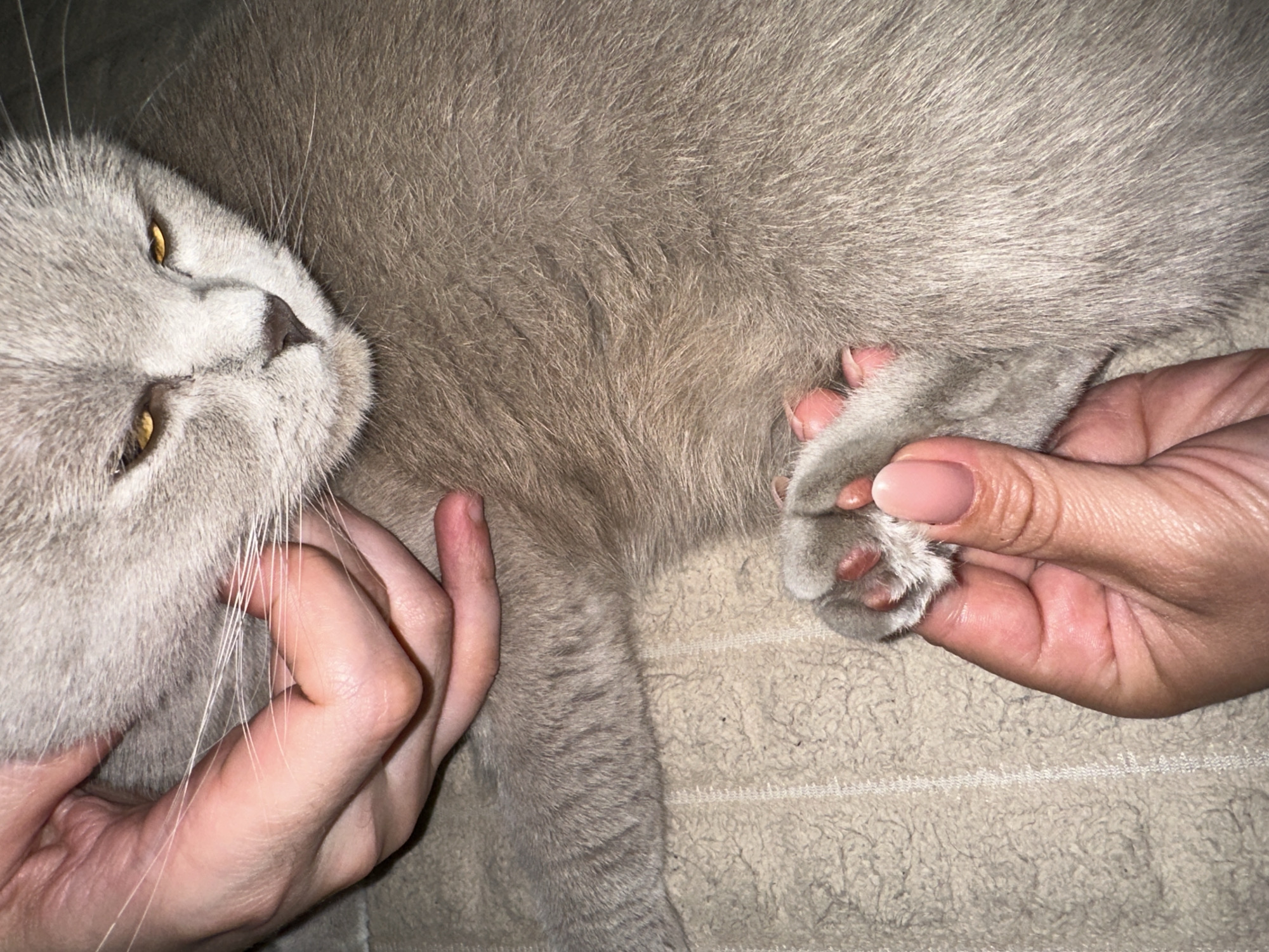 A light-colored cat, likely a British Shorthair breed, with dense grey-lilac fur and distinctive amber-yellow eyes, rests on a light beige, textured fabric surface, possibly a blanket or towel. Two human hands are interacting with the cat. One hand, positioned in the upper left, is gently cradling the cat's chin and neck area. The second human hand, located in the lower right, is holding the cat's front paw, exposing its pink paw pads. The fingernails on this hand are manicured with a light pink polish. The cat's eyes are partially closed, indicating a state of rest or contentment. Its dark nose and visible white whiskers are prominent. The specific location in the city of Ternopil, Ukraine, cannot be determined from the visual information provided in the image.