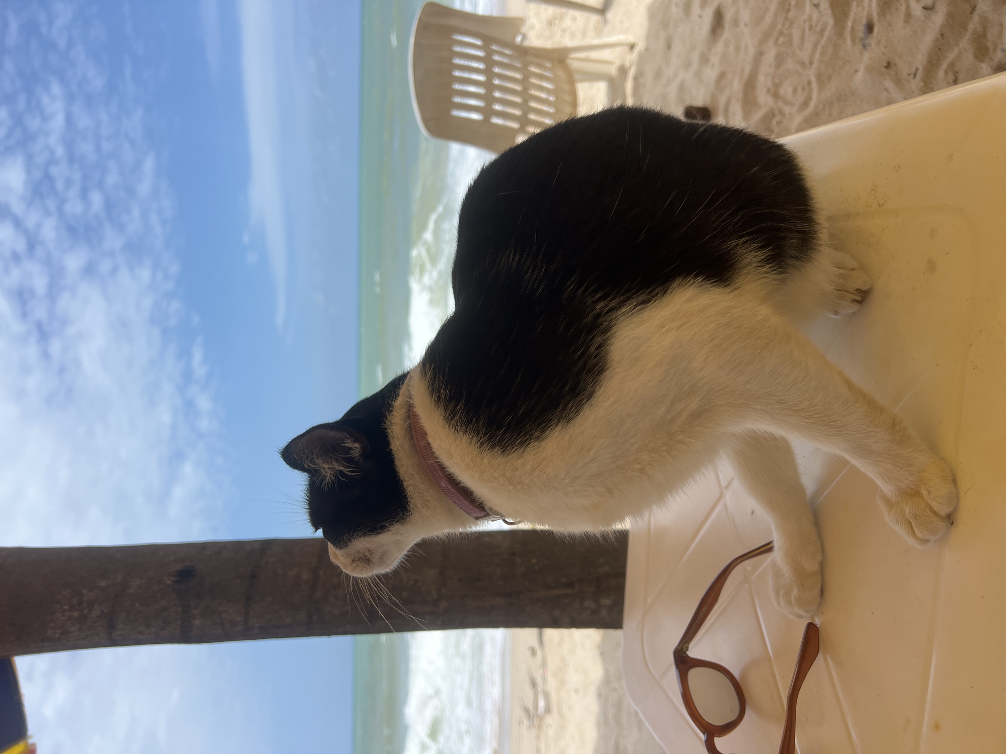 A black and white cat wearing a pink collar sits on a white plastic table, looking to the left. In front of the cat, on the table, is a pair of brown sunglasses. Behind the cat, a palm tree trunk is visible on the left side of the image. The background shows a sandy beach with choppy green ocean waves under a bright blue sky with scattered white clouds. Two white plastic chairs are visible on the beach in the distance. The location is identified as Choeng Thale, Thailand.