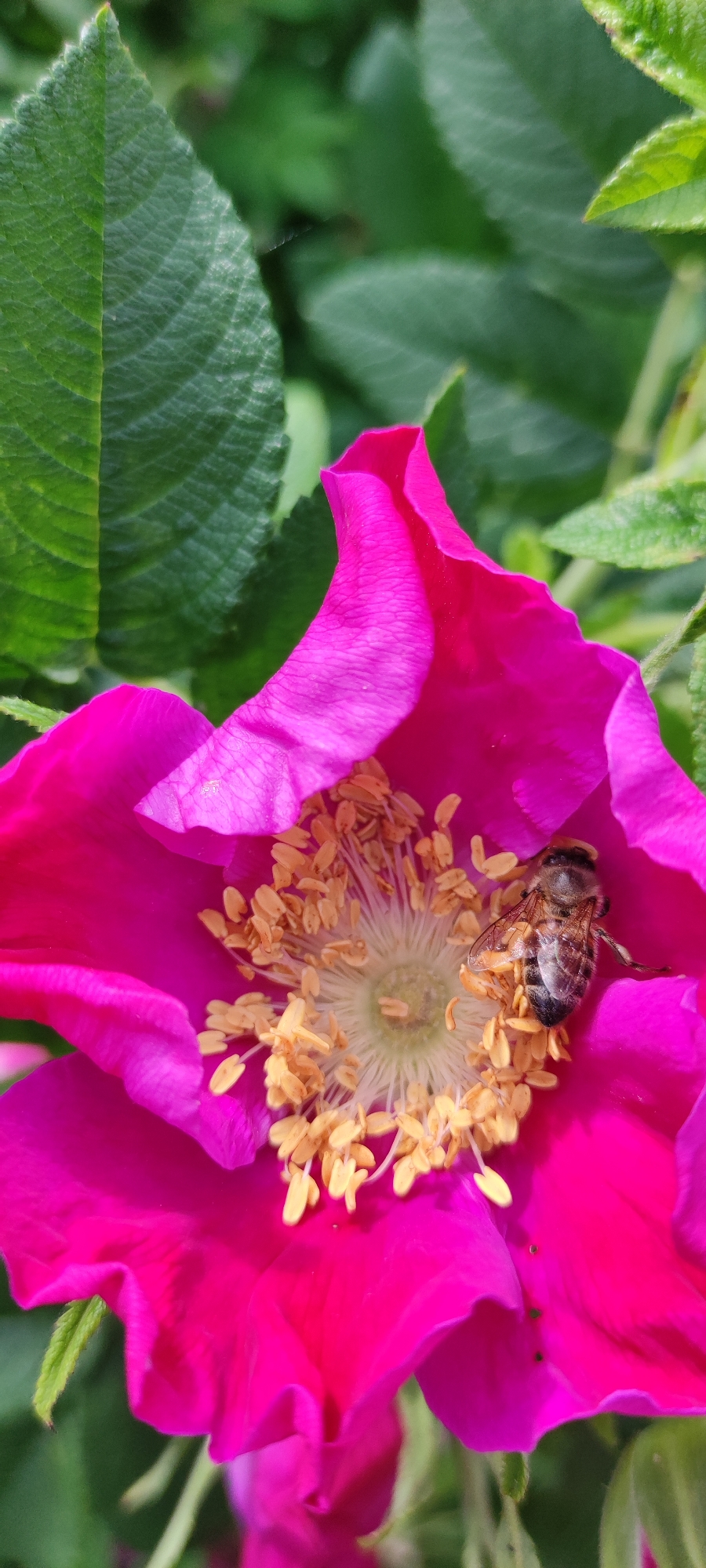 A close-up shot captures a bee actively collecting pollen from the center of a vibrant pink rose in a garden setting. The bee, with its striped abdomen and translucent wings, is positioned on a cluster of yellow stamens. The rose petals, a deep fuchsia color, are soft and slightly curled, framing the bee and its task. The background is a blur of green foliage, suggesting a natural outdoor environment within a garden, possibly in or around Московский Ветеран Снт, Russia. The lighting appears to be natural daylight, highlighting the textures and colors of the flower and the bee.