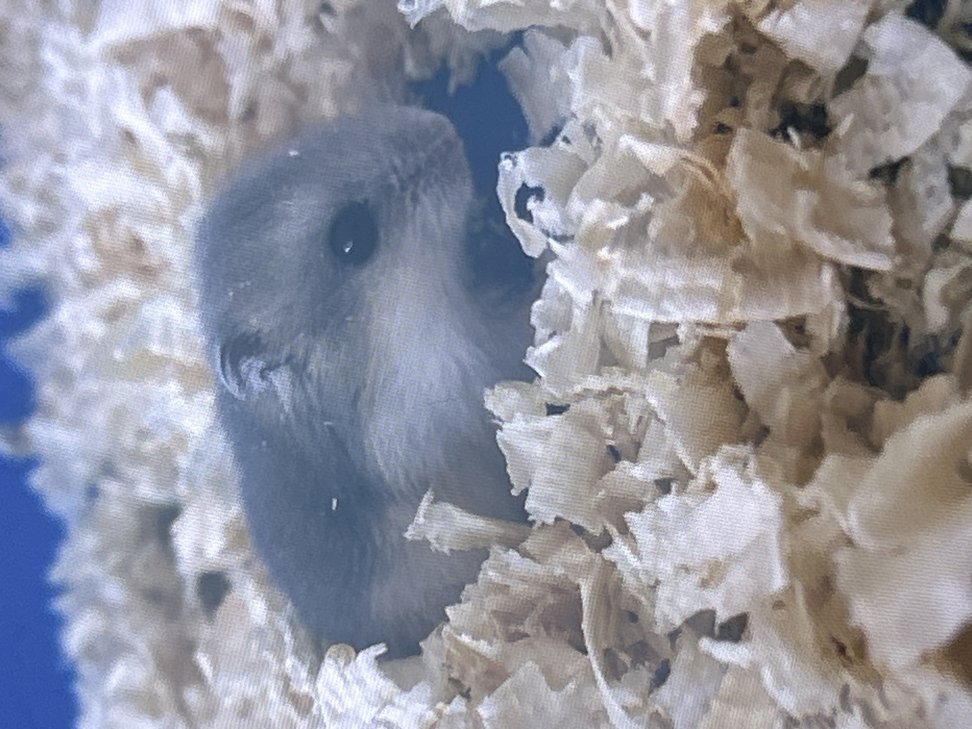 A close-up, eye-level, medium shot captures a small, grey and white hamster nestled in a bed of light brown wood shavings. The hamster is positioned in the center of the frame, partially submerged in the shavings, with its head and front paws visible. Its eyes are dark and beady, and its fur appears soft and fluffy. The background is a blur of blue, possibly representing the sky or a wall. The lighting is soft, casting gentle shadows on the hamster and the wood shavings. The overall impression is one of warmth and coziness, suggesting the hamster is in its natural habitat or a comfortable enclosure.