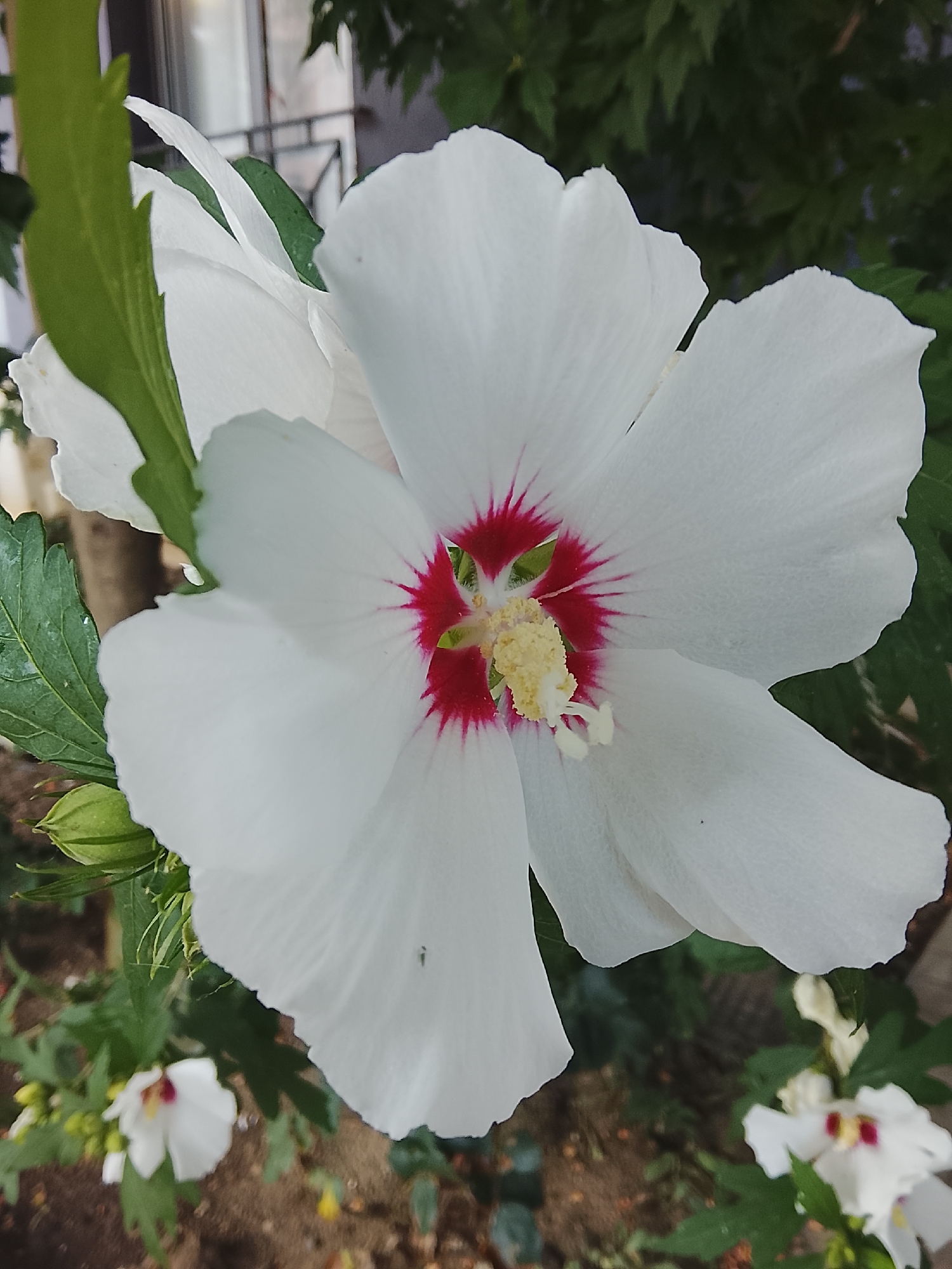 A close-up, eye-level shot showcases a single white hibiscus flower in the foreground. The flower has five broad, delicate petals that are slightly ruffled at the edges, and its center features a vibrant crimson base with radiating red streaks. A bright yellow stamen with pollen protrudes from the very center. To the left of the main flower, a large green leaf with serrated edges and a single green hibiscus bud are visible. The background consists of out-of-focus green foliage, a blurred building with windows and a balcony, and the ground covered in brown soil and smaller, less distinct white flowers. The overall lighting suggests an outdoor setting during the daytime, likely in a garden or park. The image does not contain any people. The scene appears to be located in the city of Nesebar, Bulgaria, given the architectural style of the background building and the presence of typical Mediterranean flora.
