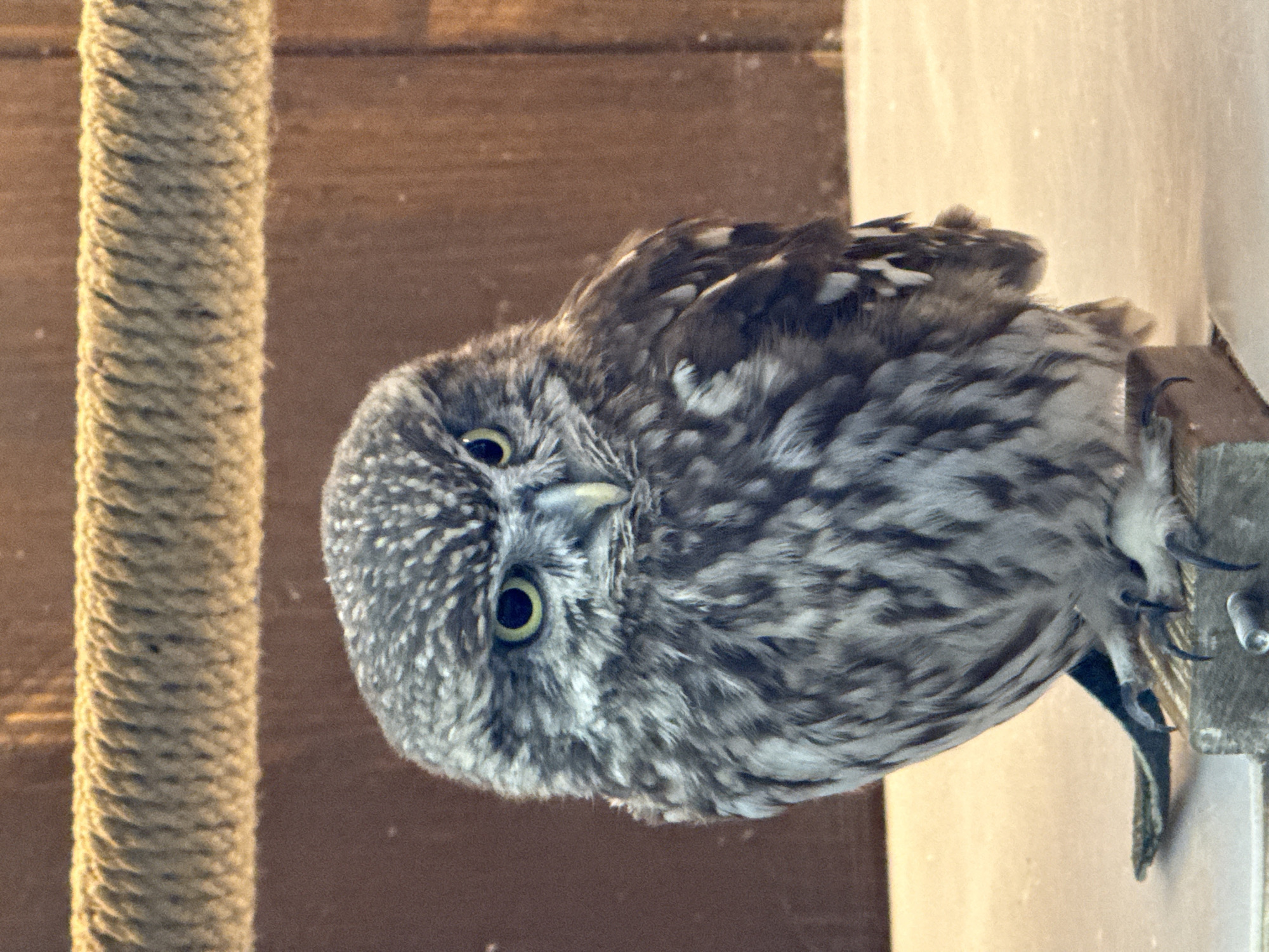 A close-up, eye-level portrait shows a small owl perched on a wooden surface. The owl is facing the viewer directly, with its head slightly tilted to its right. Its large, yellow eyes are prominent against its speckled grey and white plumage. The background is blurred, featuring a textured rope at the top and a wooden surface behind the owl. The lighting appears warm, casting a soft glow on the scene. The owl's talons are visible, gripping the perch. The scene is set indoors, possibly in an enclosure, with the wooden elements suggesting a habitat or exhibit. There is no indication of the city of Khimki, Russia, in the image itself.