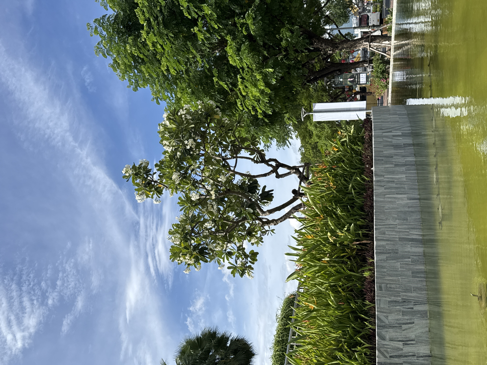 The image depicts a tranquil scene in the city of Đà Nẵng, Vietnam, likely at a park or public space adjacent to a body of water. In the foreground, a calm, greenish pond reflects the surrounding greenery and sky. A textured, grey stone wall separates the pond from a lush garden bed filled with tall, vibrant green plants and pops of orange and yellow flowers.
Behind the garden, a prominent Frangipani tree with white flowers stands out, its branches reaching towards the bright blue sky dotted with wispy white clouds. To the right of the Frangipani tree, a dense, leafy green tree provides a backdrop. In the far background, hints of city life can be seen, including a white banner or sign, streetlights, and what appears to be a street with vehicles and people. The overall impression is one of natural beauty integrated into an urban setting.
