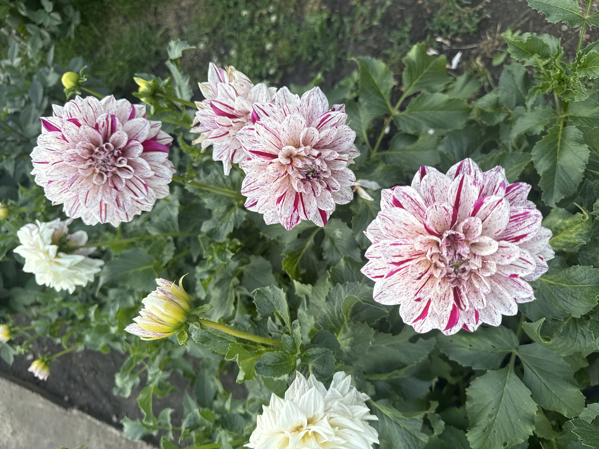 In Rannii Rassvet, Russia, a close-up, overhead shot captures a garden bed filled with vibrant dahlias. The foreground is dominated by three large, fully bloomed dahlias, their petals a striking mix of white and deep pink stripes, with some petals showing a speckled pattern of pink. To the left, a partially bloomed white dahlia is visible. In the background, a few more dahlias, including one yellow-tipped bud, are interspersed with lush green foliage. The ground, a mix of dark soil and patchy grass, is visible towards the edges and background of the frame. The lighting suggests it is daytime, with diffused light casting subtle shadows.