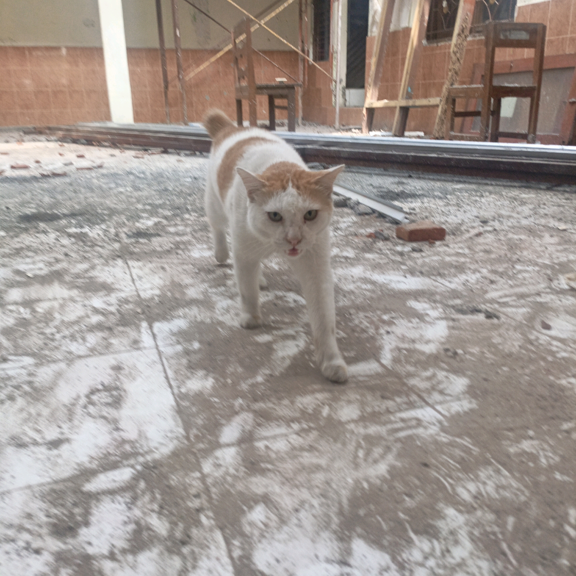 An orange and white cat walks across a rough, dusty ground in what appears to be a construction site. The cat is the main subject, facing the camera with its mouth slightly open, revealing a pink tongue. The ground is uneven and textured, with patches of lighter and darker material, suggesting dirt, concrete, or debris. In the background, scaffolding and construction materials are visible, including wooden planks, metal bars, and what look like chairs. The walls behind the scaffolding are tiled in a reddish-brown color. The overall scene suggests an abandoned or under-construction building, possibly in an urban or semi-urban setting. The location in Salatiga, Indonesia, is noted, but the image itself does not contain any explicit visual cues to confirm this specific location.