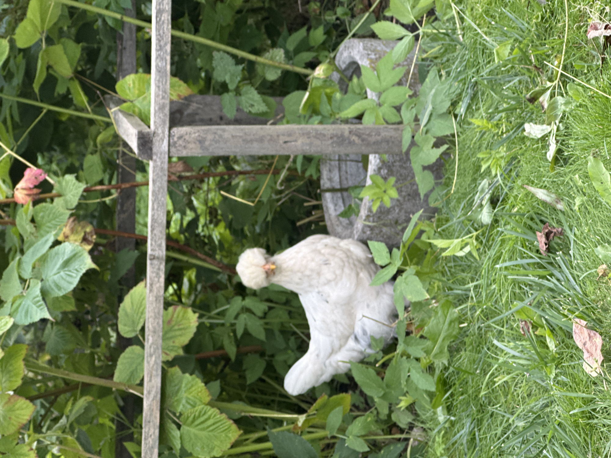 A white chicken with a fluffy crest is standing on grass next to a stone bird bath in a garden. The chicken is facing the camera, and its head is tilted slightly. The background is filled with green foliage, and a wooden fence is visible behind the chicken. The scene appears to be in Maladzyechna, Belarus, judging by the provided location context, though the image itself does not contain any overt clues to this specific location. The lighting suggests it is daytime.