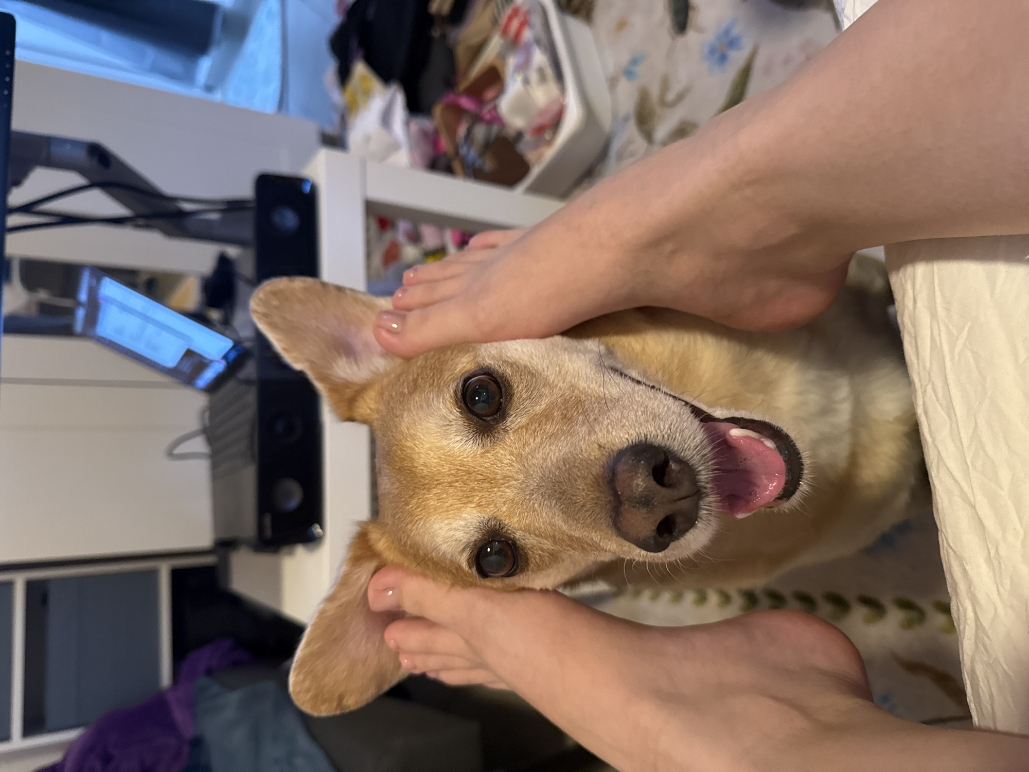 A tan dog with brown eyes and an open mouth is positioned between a person's feet. The person's feet are on either side of the dog's head, with toes visible. The dog is looking directly at the camera. A bed with a floral patterned sheet is visible behind the dog. In the background, there is a white shelf unit with various items on it, including a white storage container and electronic equipment. The image is taken from a close-up perspective. The location cannot be determined with the provided information.