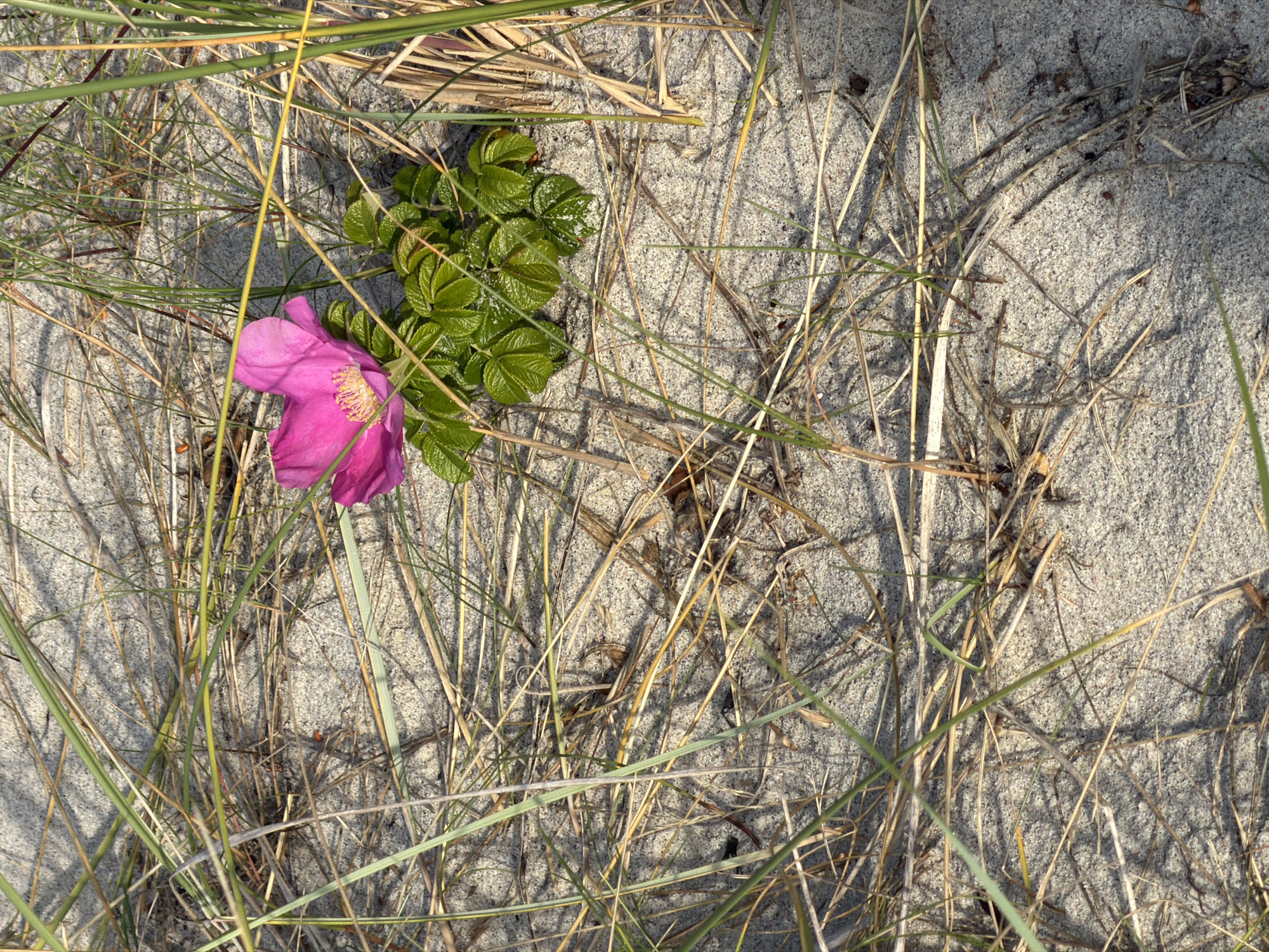 A single, vibrant pink rose hip flower blooms amidst dry dune grass and sand. The flower has five petals and a prominent yellow center. The surrounding vegetation is a mix of dry, straw-colored blades and greener, newer shoots. The ground is covered in light-colored sand, with shadows cast by the grass and the flower indicating a bright, sunny day. There are no people or animals visible in the scene. The image captures a small patch of natural beauty on a sandy environment, possibly a coastal dune or a sandy clearing. The location is not specified as Baltiysk, Russia, but the elements present suggest a natural, undeveloped area.