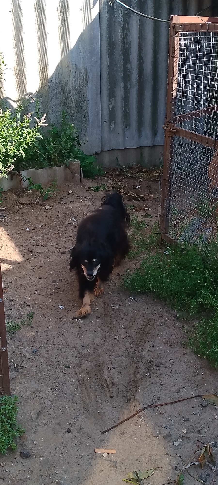 In Belgorod, Russia, a medium-sized black dog with tan legs is captured in an outdoor, unkempt yard. The dog is walking towards the camera, its mouth open in what appears to be a pant or a smile. Its fur is long and somewhat messy, with a distinct tan coloration on its legs and paws.
The environment consists of dry, dirt ground scattered with small stones and debris. To the left of the dog, a patch of green, leafy plants grows along a low barrier. In the background, a tall, weathered gray corrugated metal fence dominates the scene, casting a shadow from an unseen light source. To the right, a rusty metal cage with a wire mesh door stands open, revealing a glimpse of what might be another animal or simply empty space within. The overall impression is of a rustic, possibly neglected, outdoor enclosure.