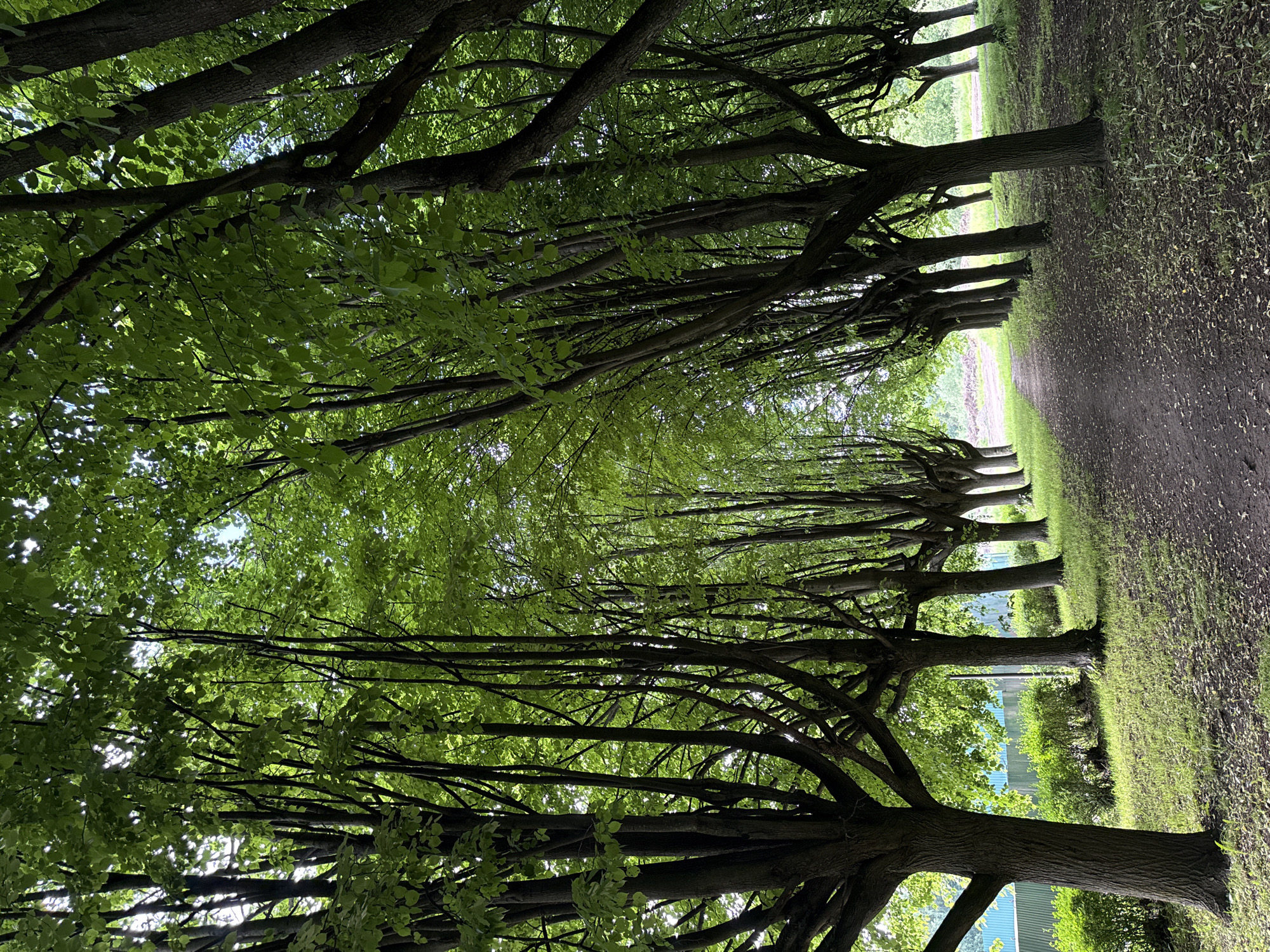 The image depicts a tree-lined path in Saint Petersburg, Russia, likely within a park or botanical garden. The path is made of dirt and scattered with fallen leaves, suggesting an autumnal setting. Tall deciduous trees with lush green foliage form an archway over the path, creating a natural canopy. Sunlight filters through the leaves, casting dappled shadows on the ground. The trees are planted in a row, creating a sense of symmetry and depth. To the left of the path, a green metal fence is visible, behind which are manicured bushes and grass. The overall atmosphere is serene and natural, inviting a sense of peacefulness.