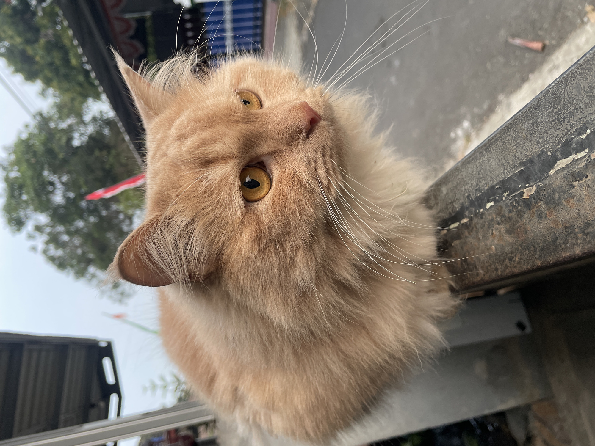 A close-up, eye-level shot captures an orange cat with long, fluffy fur perched on a dark metal railing. The cat's eyes are a striking yellow-orange, and its white whiskers are prominent against its fur. The background is slightly blurred, showing a street scene with trees, buildings, and a hint of a red and white Indonesian flag. The overall lighting suggests an overcast day.