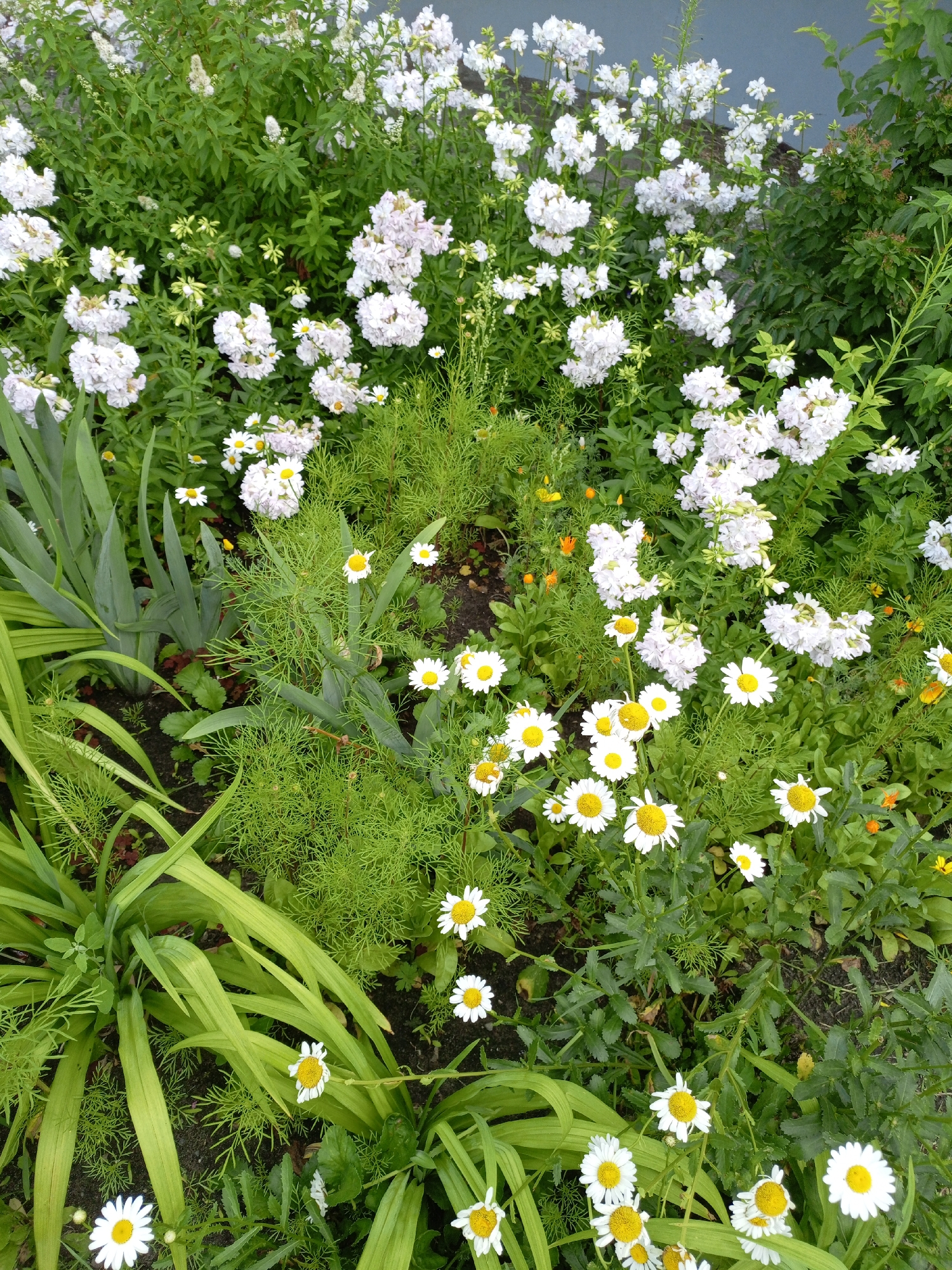 A high-angle medium shot shows a dense garden bed filled with white flowers and green foliage. The white flowers are predominantly white daisies with yellow centers, interspersed with clusters of smaller white blossoms on tall stalks and some hints of orange flowers. The foliage includes the broad, strap-like leaves of a plant on the left, feathery green plants in the center and right, and darker green leaves forming a backdrop. The ground is dark soil with some scattered leaf litter. The scene appears to be an outdoor garden, likely in a residential or public space. The context of Shadrinsk, Russia, suggests this is a summer garden setting, given the blooming flowers and lush greenery. No people are present in the image, and there are no discernible actions or interactions taking place. The overall impression is a vibrant and naturalistic floral display.