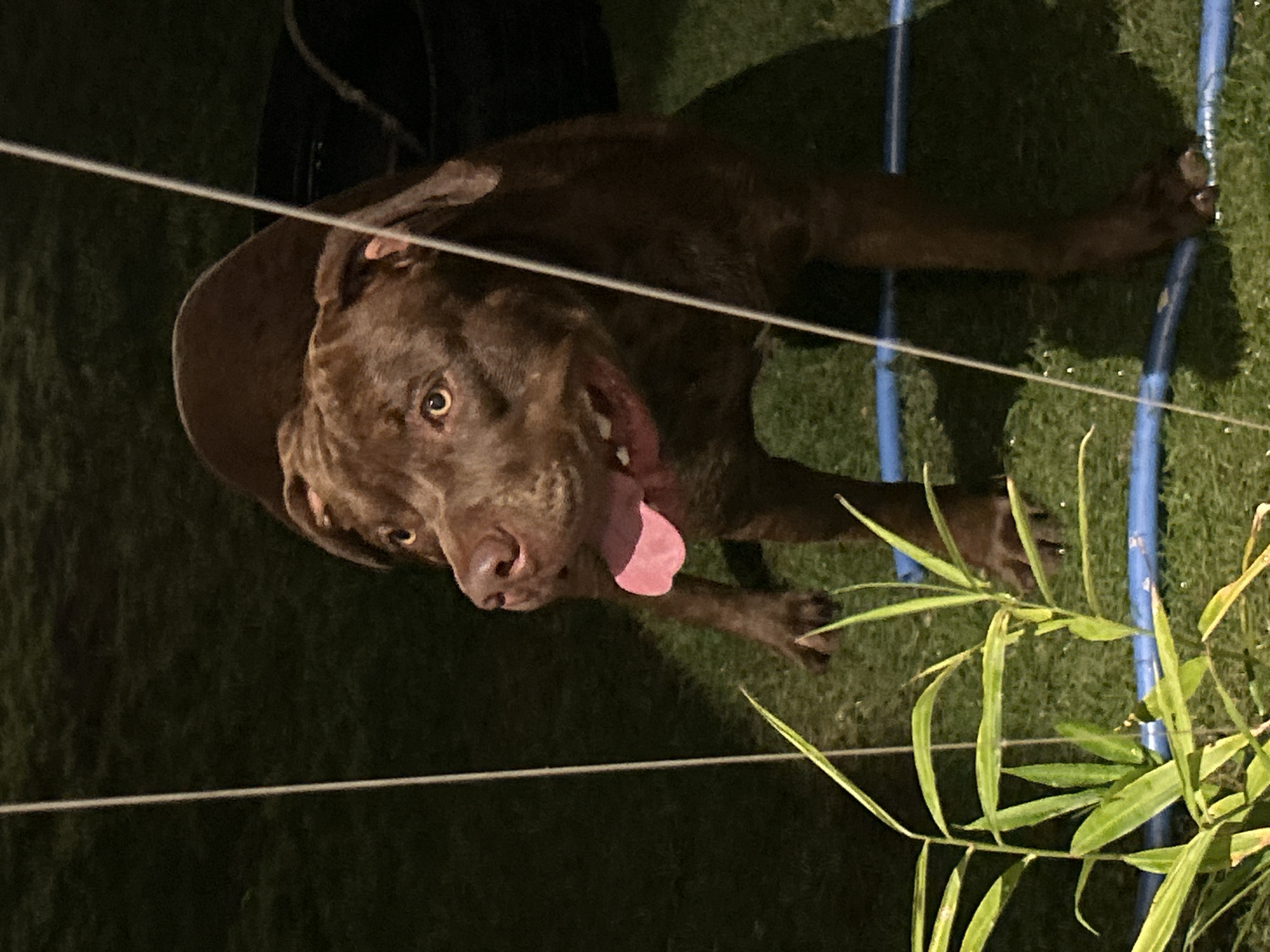 The image depicts a brown dog lying on a green lawn. The dog is panting with its tongue sticking out. A blue object, possibly a pool fence, is in the background along with green plants. The image was likely taken in Cemagi, Indonesia.