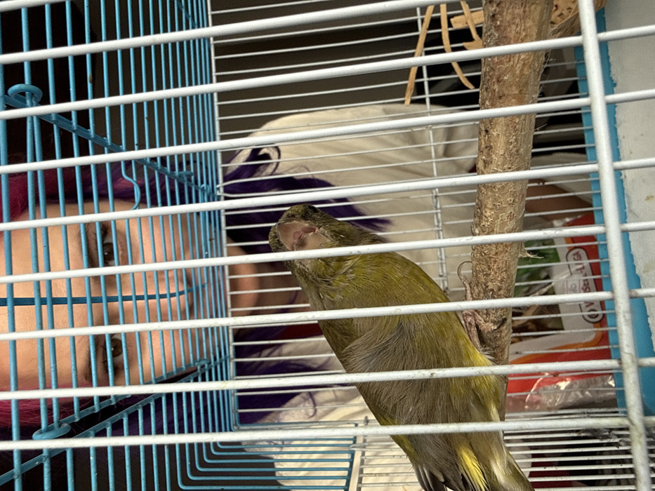 An olive-green bird with yellowish feather accents is centrally positioned within a light blue and white metal wire cage, perched on a natural wooden stick. The bird's beak is open, revealing a pink interior. Behind the cage, a person with brown eyes and dark hair streaked with magenta/purple looks directly downwards at the bird. The person is wearing a light-colored garment. The background shows indistinct indoor elements, including a white surface and a partially visible red-and-white object with text, possibly "V Sel-LIGA". The scene is located in the City of Zagreb, Croatia.