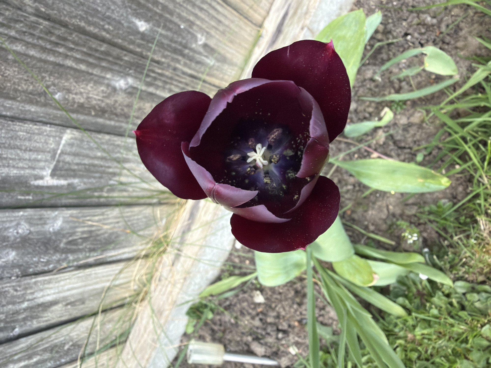 A high-angle, eye-level shot captures a single, fully-bloomed dark maroon tulip. The tulip is positioned near a weathered, gray wooden fence on the left. The flower's interior reveals a pale white, star-shaped stamen surrounded by darker purple and brown details. Several green leaves sprout from the base of the flower stem, amidst patches of soil and blades of grass. A small, white plastic object is visible near the base of the plant. The location is not apparent from the image.