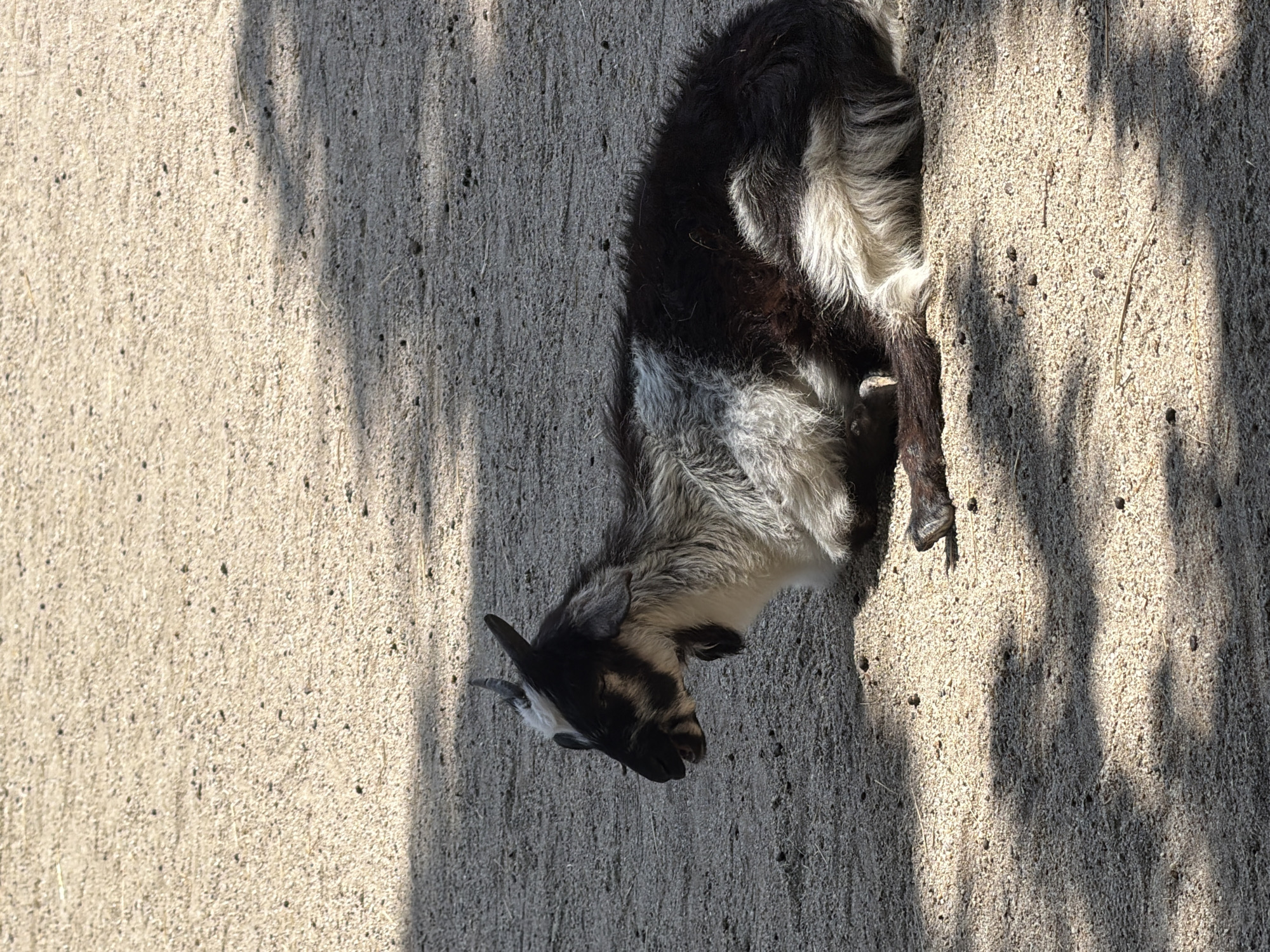 A young goat with black and white fur lies on a sandy ground, bathed in sunlight. The goat's head is turned to the left, revealing its face with dark eyes and small horns. Its body is curled, with one foreleg tucked beneath it. The sandy ground is textured with small pebbles and dry grass, casting dappled shadows from an unseen source, suggesting it is daytime with partial shade. The overall scene is one of peaceful rest, with the goat appearing relaxed in its environment. The setting appears to be an outdoor enclosure, possibly a zoo or farm, given the sandy ground and the presence of shadows that could be from fencing or foliage. The lighting suggests a sunny day, possibly late morning or afternoon. There is no visible text in the image.
