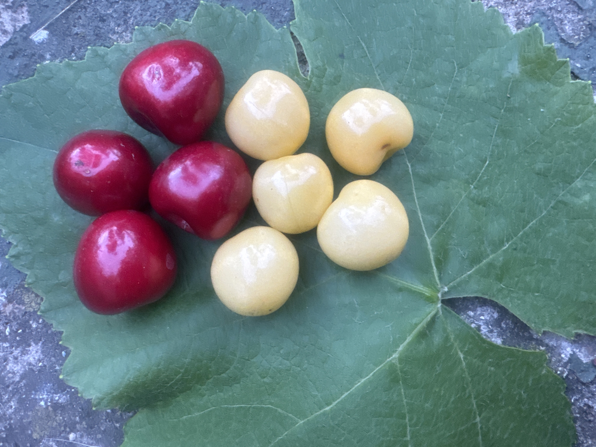 A top-down view shows a cluster of cherries, both red and yellow, resting on a large green leaf. The leaf is textured with prominent veins and has a serrated edge, with a portion of it torn away to reveal a rough, grey, stone-like surface underneath. The cherries are plump and glossy, with the red ones exhibiting a deep, rich hue and the yellow ones a pale, creamy color. There are five red cherries and four yellow cherries. The scene appears to be outdoors, with the stone surface suggesting a natural or garden setting. The lighting suggests it could be daytime, but the exact time and weather conditions are not discernible from the image. There is no visible text in the image. The arrangement of the cherries on the leaf is casual, as if they were freshly picked. The overall impression is one of simple, natural beauty.