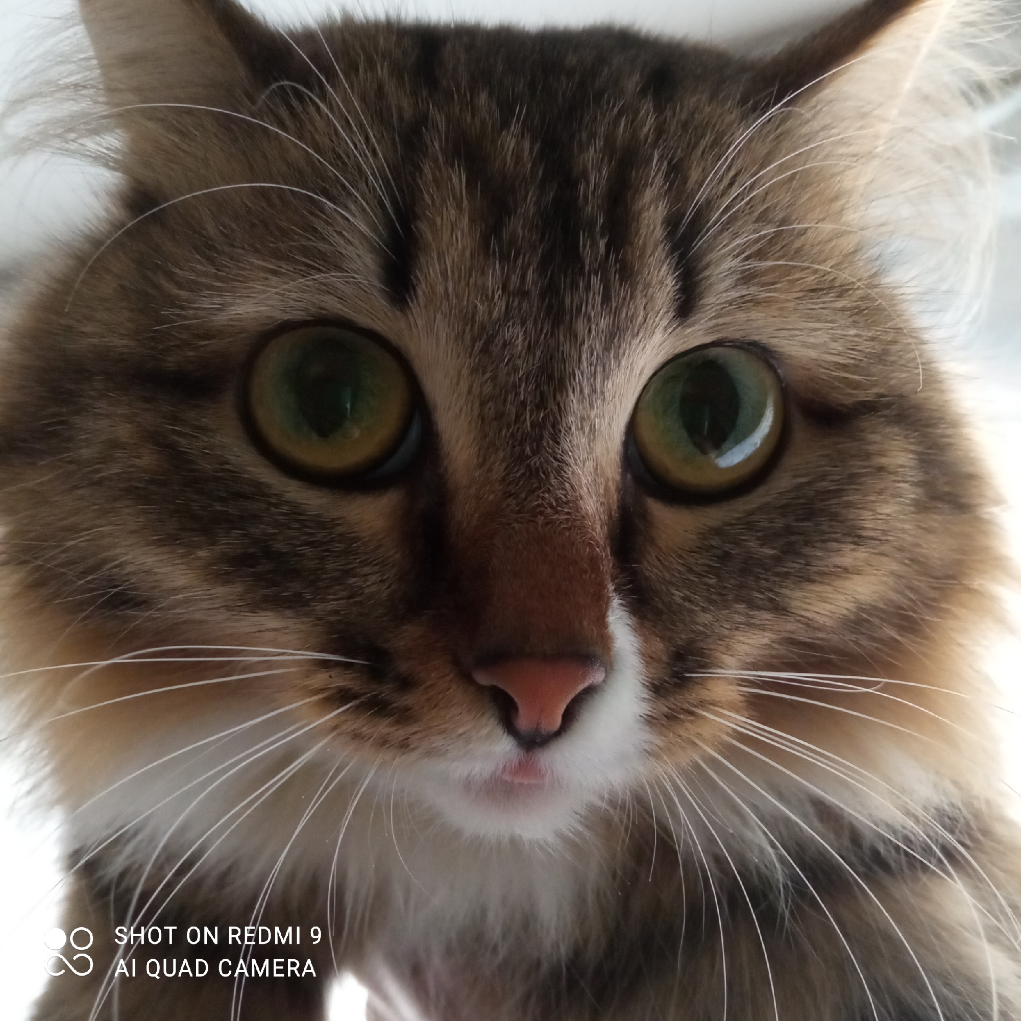 A close-up shot of a cat's face, revealing prominent green eyes, a pink nose, and brown-and-white fur. The image was captured with a Redmi 9 AI Quad Camera. There is no information to suggest the location in the city of Chaikovsky, Russia.