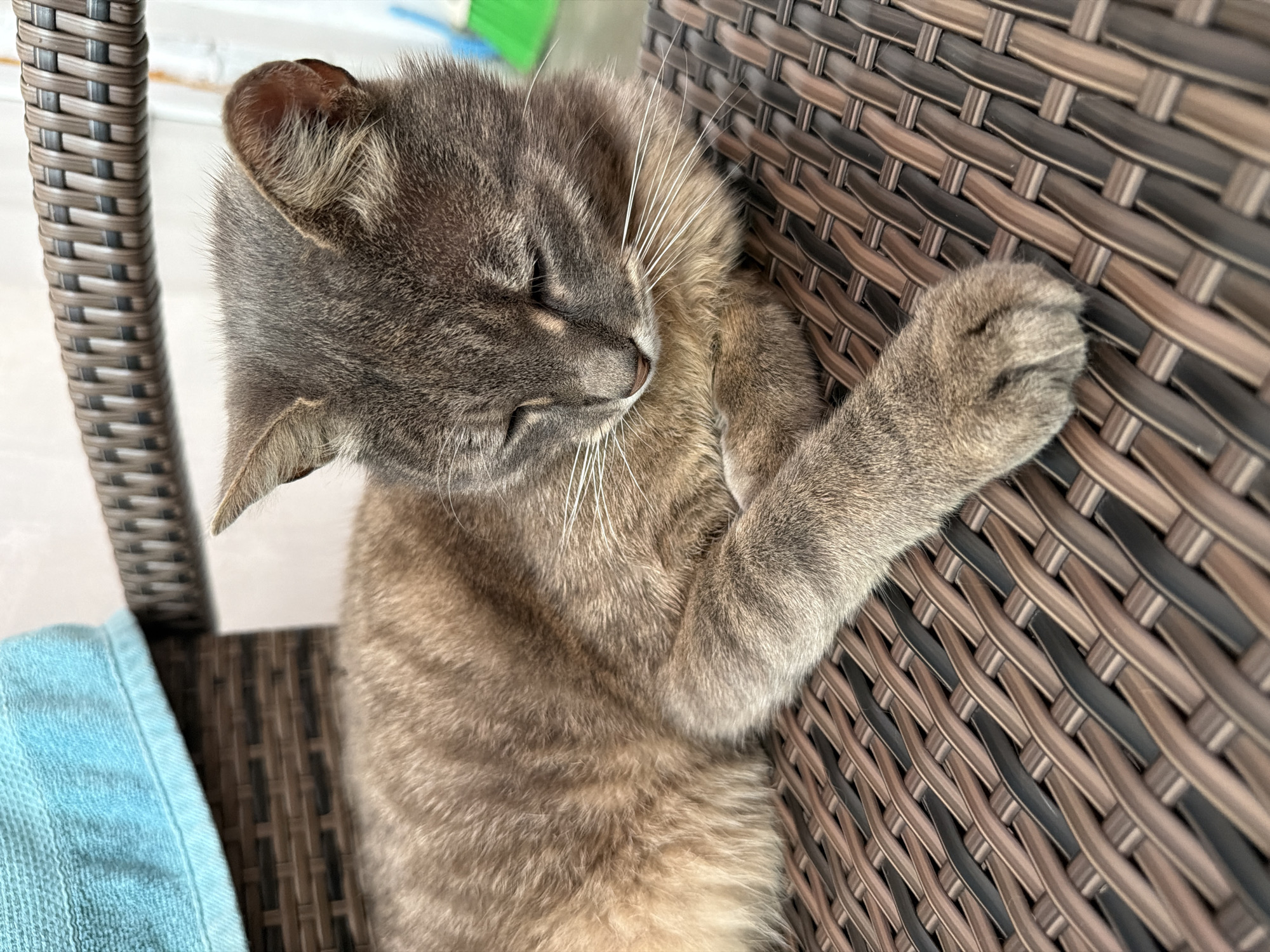 A grey tabby cat with its eyes closed is lying on a brown wicker chair in Prosena, Bulgaria. The cat is resting its head on its paws, and its body is stretched out on the chair. A blue towel is draped over the back of the chair behind the cat. The background is blurred, but it appears to be an outdoor setting. The lighting is natural, suggesting it is daytime.
