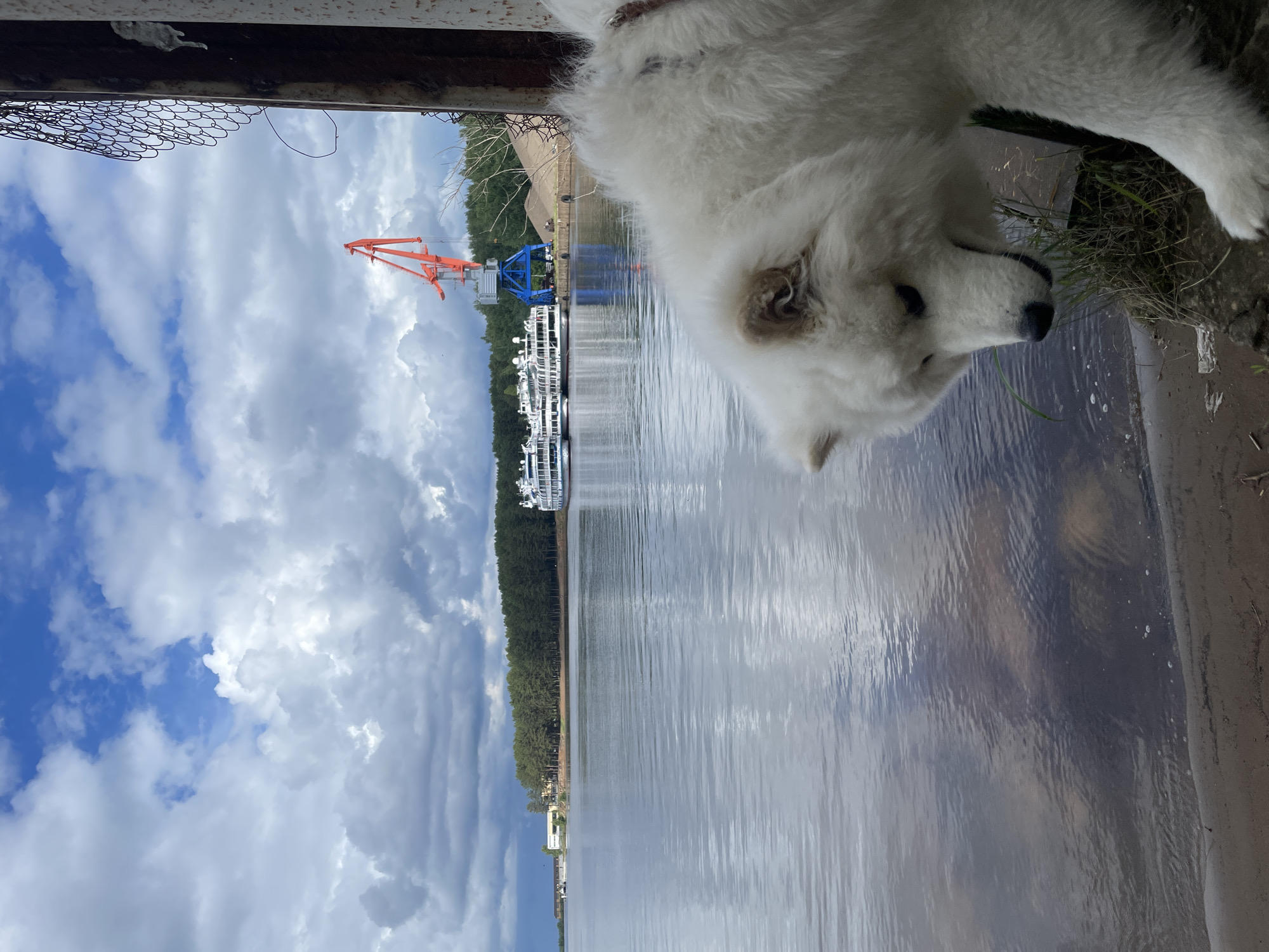 The image, correctly oriented, depicts a large, fluffy white dog (possibly a Samoyed) positioned on the right side of the frame, its head lowered and turned towards the left, observing the ground or the water's edge. The dog's head, neck, and a portion of its back are visible.
In the mid-ground, a wide body of water, likely a river or lake, stretches across the image. Its surface is calm with gentle ripples, reflecting the sky above.
On the far bank, across the water, a dense line of green trees forms a continuous forest. Along this tree-lined shore, several large, white passenger boats or cruise ships are docked. Adjacent to these vessels, an orange gantry crane and a blue industrial structure are visible, indicating the presence of a port or industrial activity by the waterway.
The sky is partly cloudy, filled with large, billowy white and grey clouds, with areas of bright blue visible between them. The overall lighting suggests it is daytime, likely late morning or early afternoon. The scene blends natural elements like the water, trees, and sky with man-made structures such as the boats and crane. The dog appears calm and attentive. There is no visible text in the image.