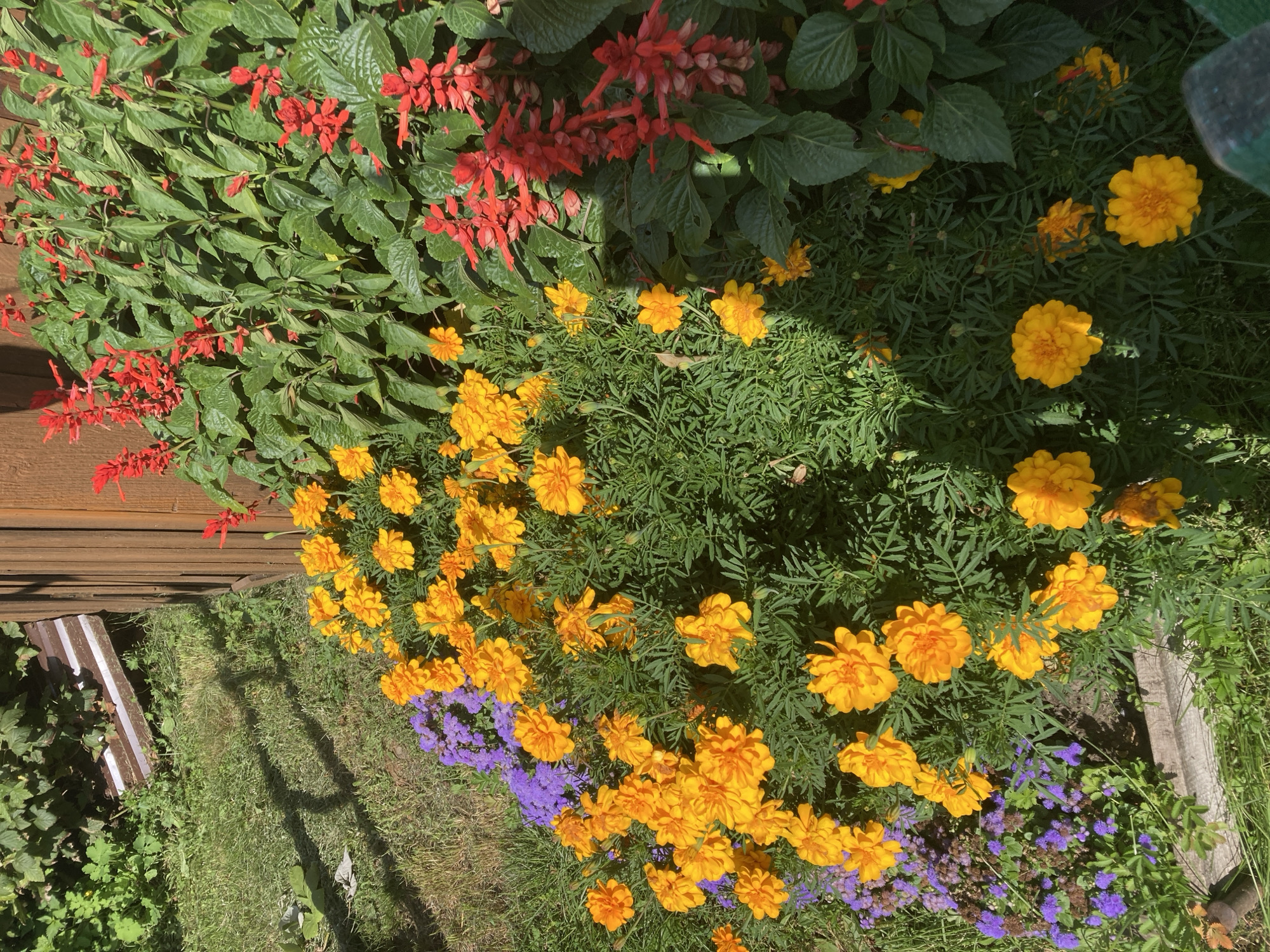 A vibrant flowerbed features a mix of orange marigolds and red salvia, bordered by small purple flowers and lush green foliage. The flowers are in full bloom and are illuminated by sunlight. In the background, a weathered wooden fence and a patch of mowed grass are visible. A metal downspout is also present, running along the fence. The overall scene is a well-maintained garden, likely in a residential area.