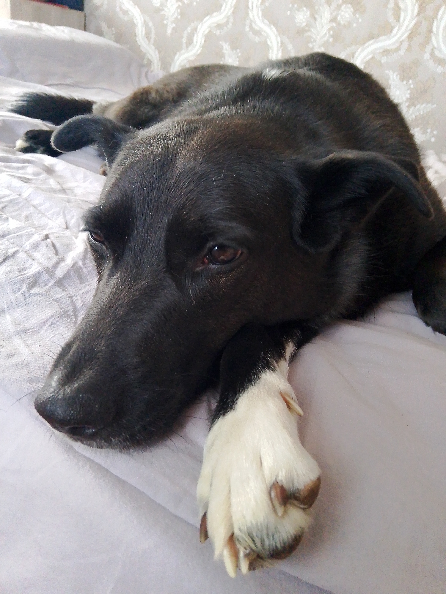 A black dog with a white paw lies on a light-colored, textured bed. The dog's head is resting on its paw, and it appears to be relaxed. The background includes a textured headboard or wall covering. The location, Фоки, Russia, is not discernible from the visual content.