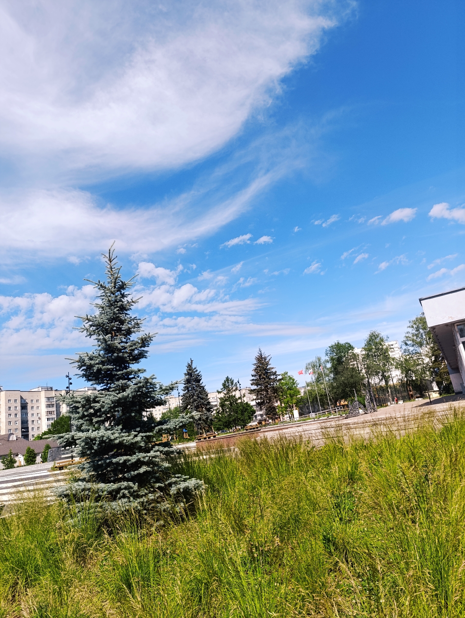 In a daytime outdoor scene, a tall evergreen tree stands prominently in the foreground, its branches laden with foliage. Behind it, a cluster of buildings, appearing to be residential, stretches across the middle ground. Further in the background, more trees and a modern building with a white facade are visible. The sky above is a vibrant blue, adorned with wispy white clouds. The image is captured from a slightly low angle, with tall grass in the immediate foreground.