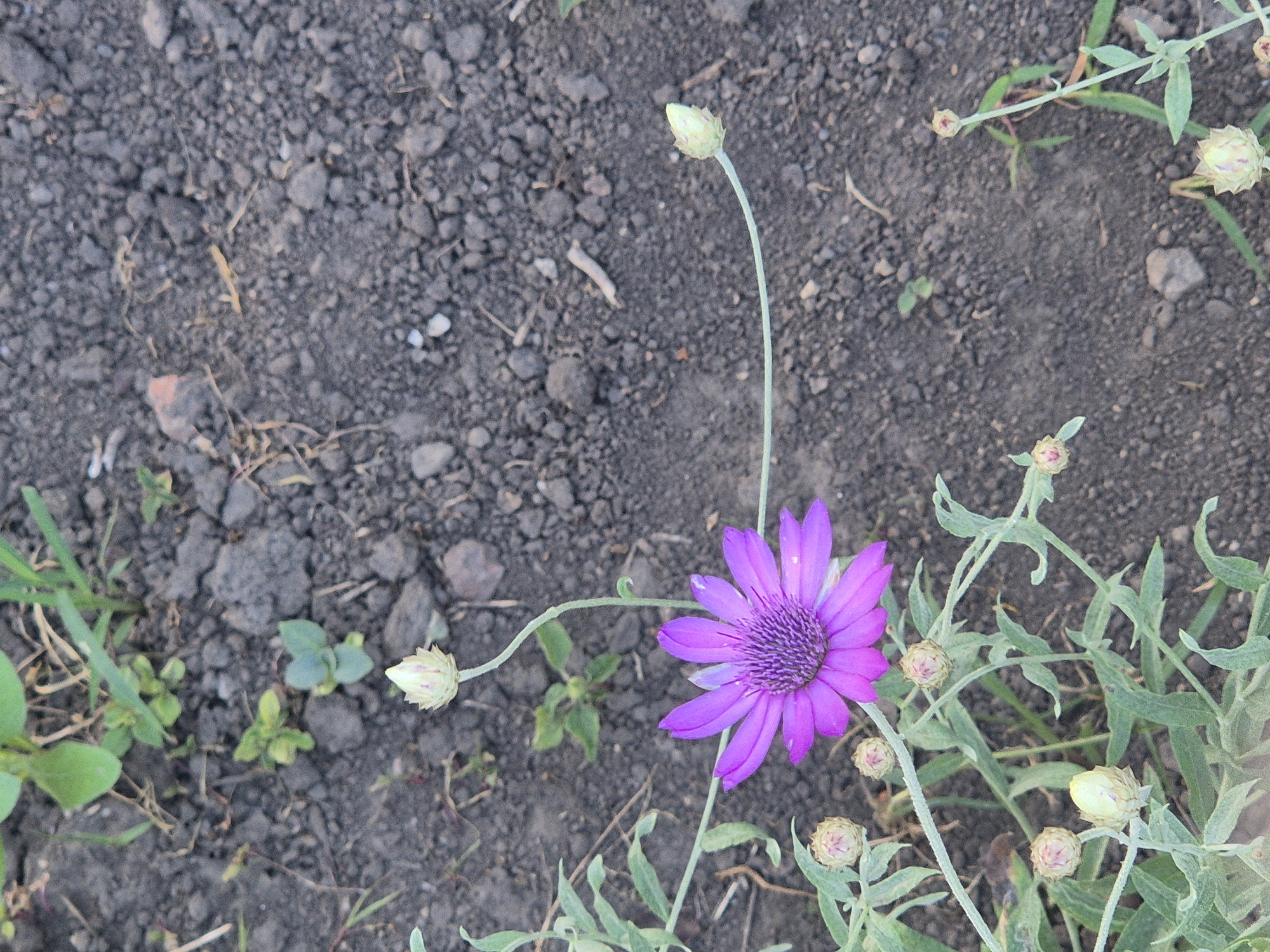 This media file features a close-up, overhead view of a single, vibrant purple Xerochrysum bracteatum flower in bloom, situated against a background of dark, dry soil. The flower is the prominent subject, with its delicate petals radiating outward and a textured, purple center. Several unopened buds of the same species are scattered around the main flower, some tinged with yellow and pink, indicating the plant's life cycle. The setting is natural, with sparse green grass and dry, brown foliage intermingling with the soil. The overall impression is one of a natural, outdoor environment, possibly a garden or wild patch of land. The lighting suggests daylight, with no specific time of day clearly discernible. The image captures a moment of natural beauty, focusing on the intricate details of the flower and its surrounding plant life. There is no visible text within the frame. The location context provided is Sozonivka, Ukraine.