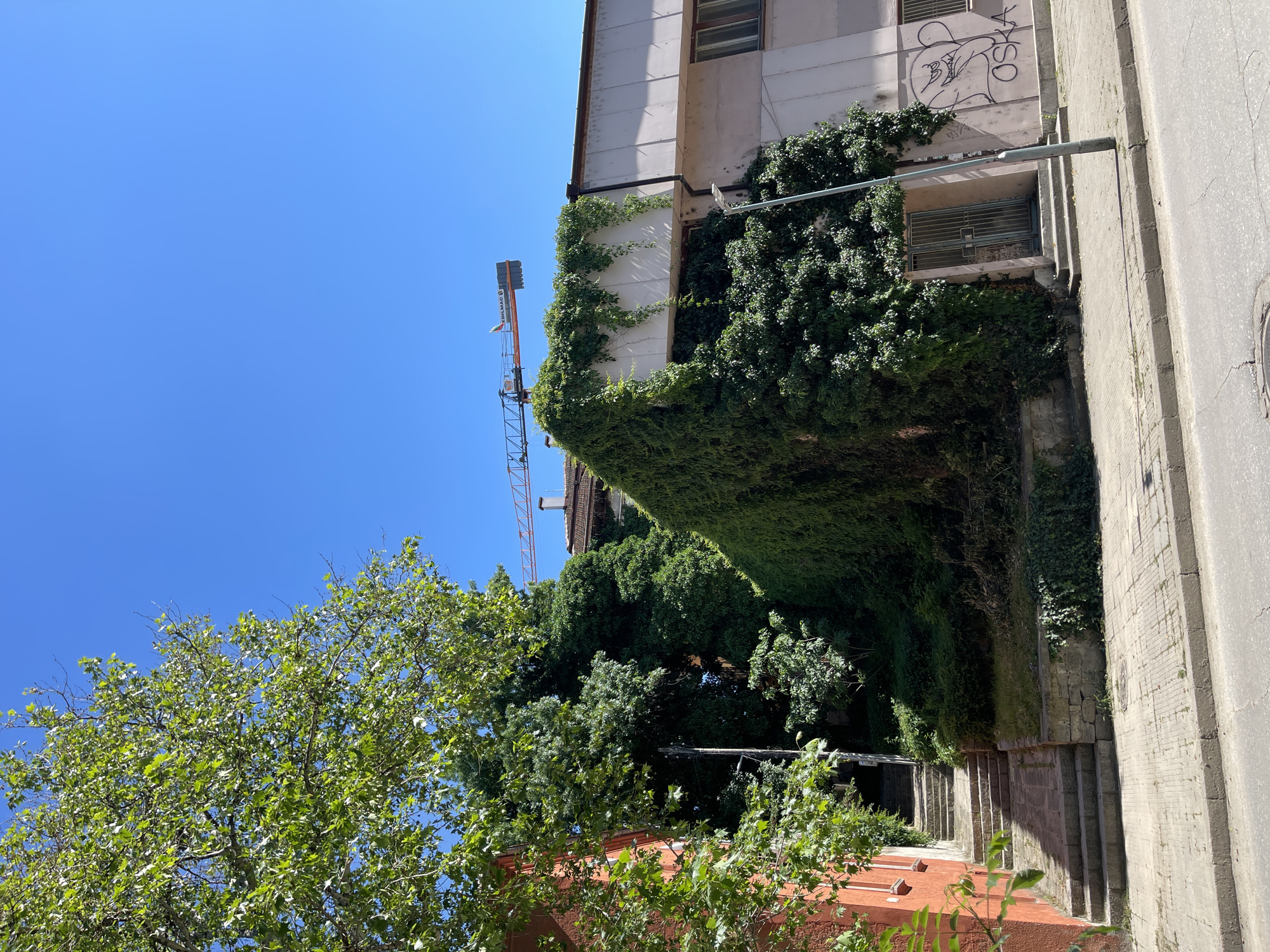 The image shows a partially vine-covered building in Plovdiv, Bulgaria. The building is several stories tall, with visible windows and graffiti. A construction crane is visible behind the building. A tree is on the left of the building, obscuring some of it. A walkway or path runs alongside the building. The sky is clear and blue.
