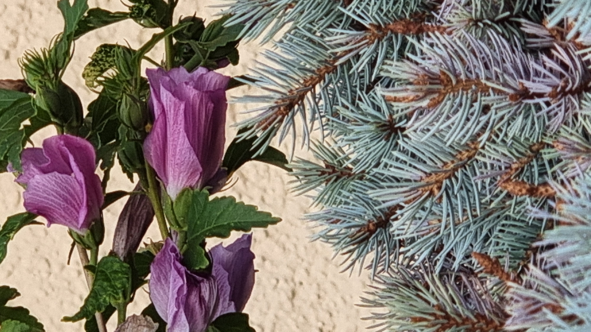 The image displays a close-up view of flora against a textured, pale yellow background, likely a wall. In the upper portion, a branch of purple hibiscus flowers and buds is visible. The flowers are partially open, revealing delicate, veined petals. Green leaves and unopened buds are interspersed with the blooms. Below the hibiscus, the sharp, needle-like foliage of a blue spruce tree fills the lower two-thirds of the frame. The spruce needles are a dusty blue-green, with visible brown woody stems. The overall impression is one of natural elements juxtaposed, with the soft textures of the flowers contrasting with the sharp needles of the conifer. There are no people or visible actions taking place in the image. The location within Sant Joan Les Fonts, Spain, is not directly evident from the visual elements presented.