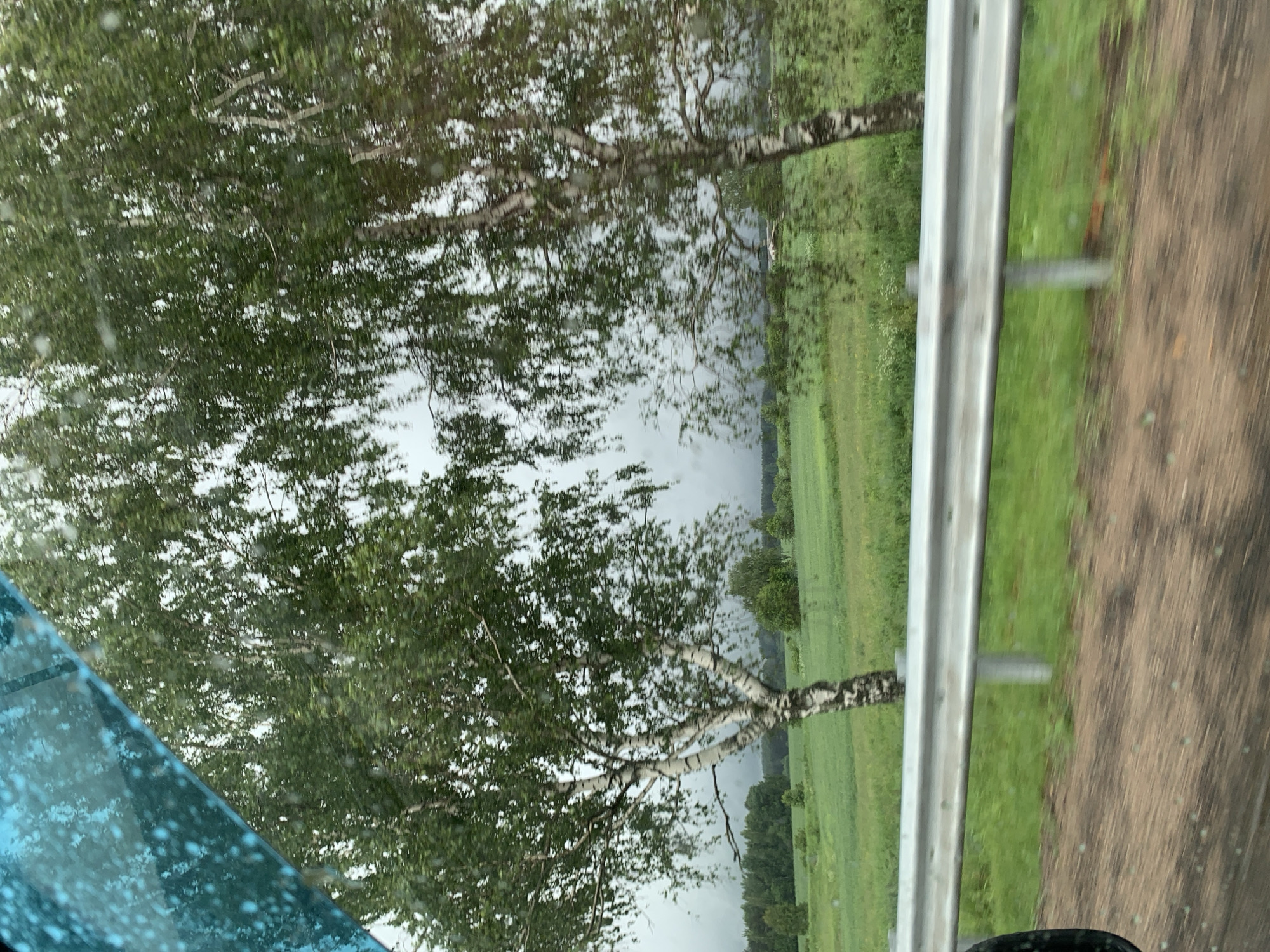 A roadside view captures a blurred landscape through a blue, possibly wet, window. Two prominent birch trees with white, black-streaked bark stand in the foreground, their green foliage appearing somewhat sparse. Beyond them, a vast, rolling green field stretches into the distance, with a line of darker trees marking the horizon under a hazy, overcast sky. A silver guardrail runs horizontally across the lower portion of the frame, partially obscuring the field. The ground in the immediate foreground is a blurred mix of brown and green, suggesting movement. The overall impression is of a car journey through a rural, possibly Belarusian, setting, given the potential location specified.