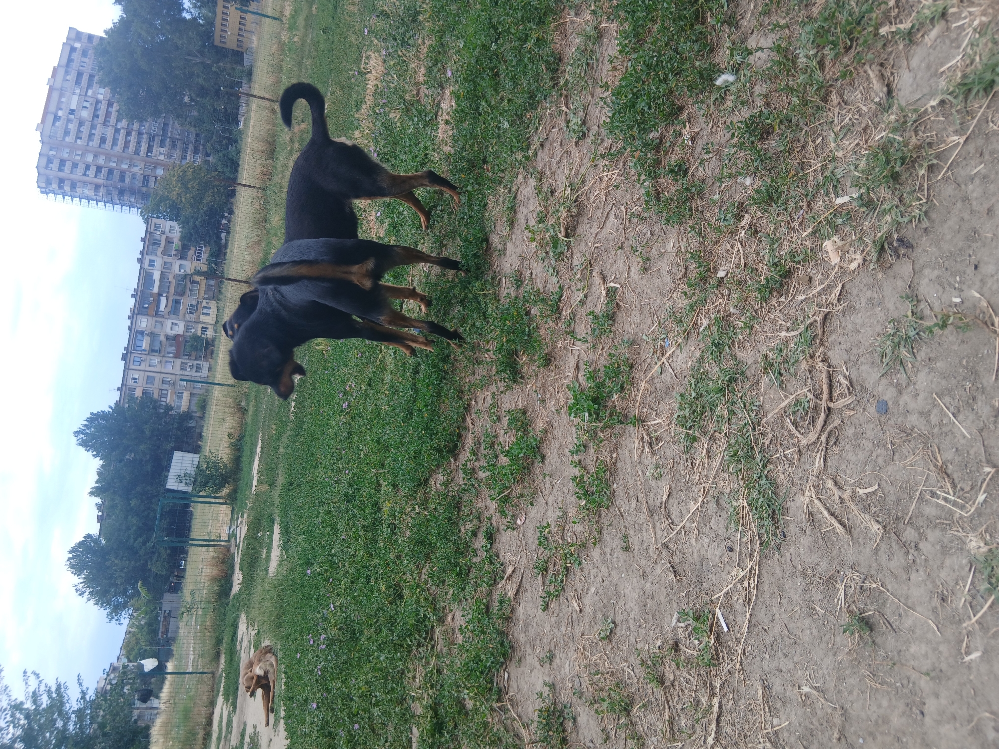 The image depicts an outdoor scene in a park-like area within a city. In the foreground, two dark-colored dogs are interacting, with one standing over the other. Their bodies are intertwined, suggesting a playful or dominance display. In the mid-ground, a lighter-colored dog is lying down on the grass, seemingly relaxed. The environment is characterized by a mix of grass and dirt paths, with some scattered dry vegetation. A green metal fence encloses the area. In the background, apartment buildings and trees are visible, indicating an urban setting. The sky is overcast. This scene is consistent with a dog park or an undeveloped recreational area in Plovdiv, Bulgaria, given the architectural style of the buildings and the overall urban landscape.