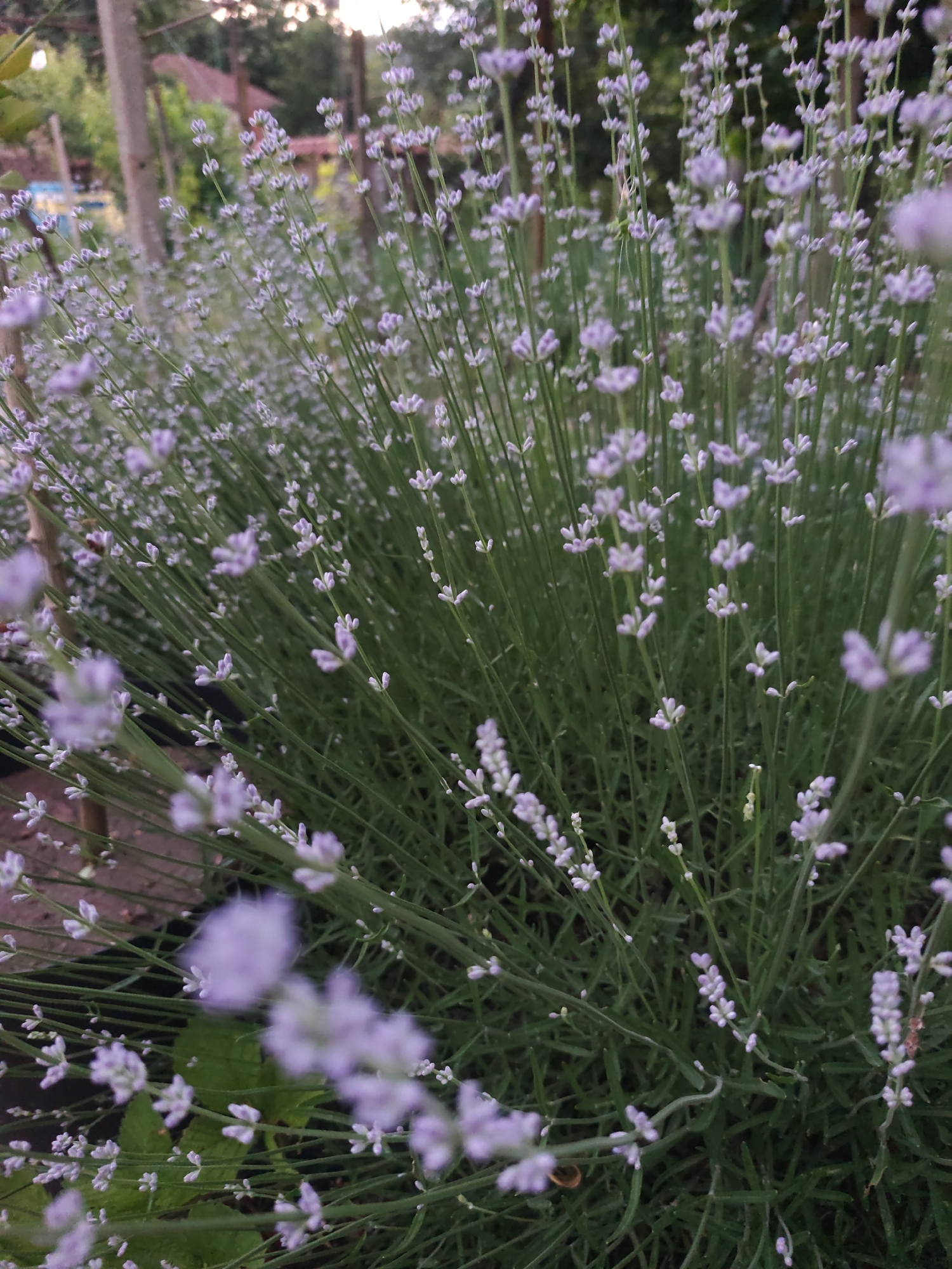 The image displays a close-up view of a dense cluster of lavender plants (Lavandula species) with numerous slender green stems culminating in small, light purple flower buds and early blooms. The plants are the central subject, rendered with a shallow depth of field; several lavender stalks are in sharp focus, while others in the immediate foreground and background are blurred. Dominant colors are green for the stems and foliage, and light purple for the flowers.
The blurred background reveals indistinct green foliage, a vertical light brown wooden post or tree trunk, and a faint reddish-brown structure, possibly a roofline, against a diffused sky. A thin, light-colored strand, potentially spider silk, is visible on a lavender stem in the middle-left. A blurred, dark insect, consistent with a bee or fly, is partially visible near the top-left area of the dense plant growth. Some broader green leaves are discernible below the lavender stems, suggesting other plants or the lavender's lower foliage. Dark soil or a container edge is visible at the bottom. No people are present. The scene is illuminated by natural, diffused light. This scene is located in Rosno, Bulgaria.