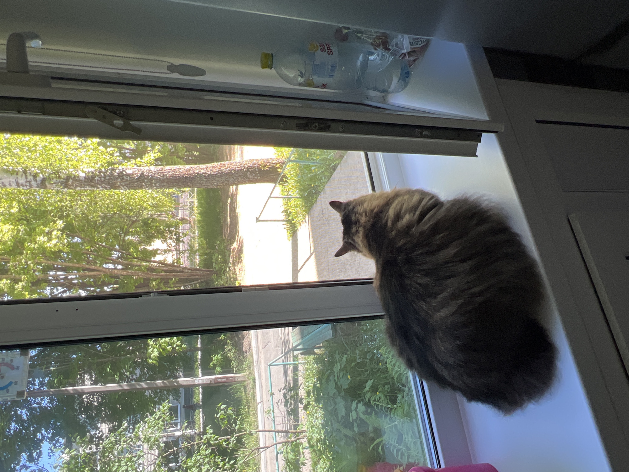 A cat sits on a windowsill, looking out a window. Outside the window is a view of trees and grass. A bottle of water is on the windowsill above the cat. The location appears to be Chaikovsky, Russia, based on clues in the image.
