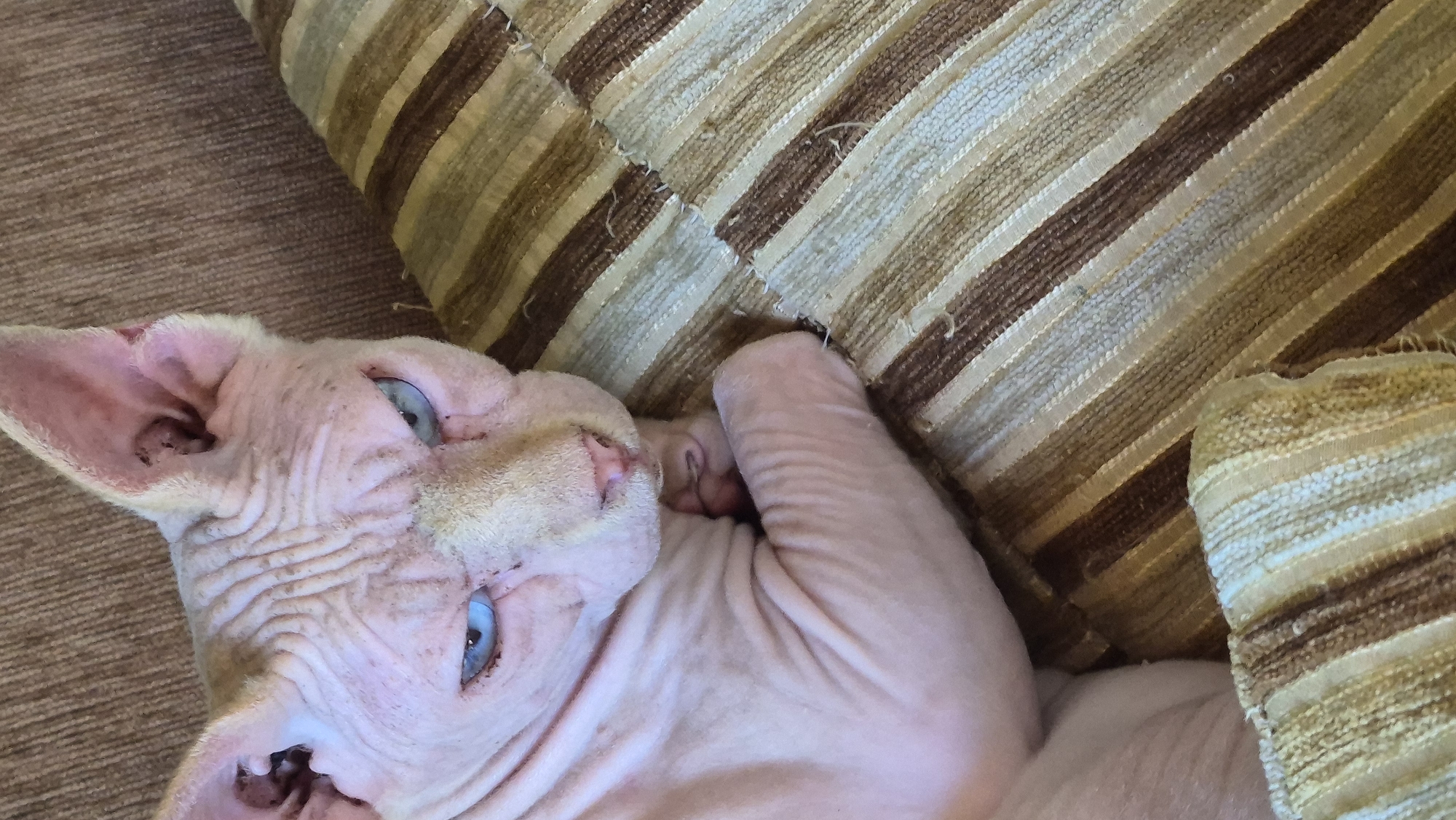 The image shows a close-up, overhead view of a Sphynx cat resting on a striped fabric surface. The cat is pinkish-skinned with prominent wrinkles on its face and body, and has striking blue eyes. One of its paws is tucked under its head as it reclines. The background consists of a striped cushion or blanket with alternating bands of brown and beige. The fabric texture is visible, with some fraying at the edges. The lighting appears to be natural, suggesting it might be daytime. The overall mood is relaxed and comfortable, with the cat appearing to be either sleeping or napping. No text is visible in the image. The location is specified as Neftegorsk, Russia, but there are no specific visual cues within the image to confirm this location.