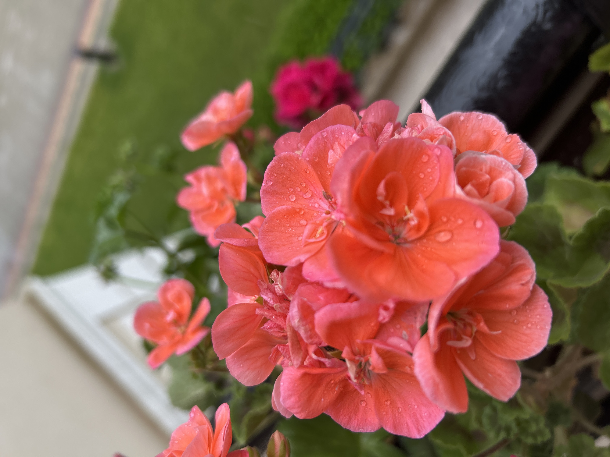 Close-up of pink and orange geranium flowers with water droplets, alongside dark green leaves, a white window frame, a black metal bar, and a blurred green lawn. A red geranium is visible in the background. The location is likely a window box in Plovdiv, Bulgaria.