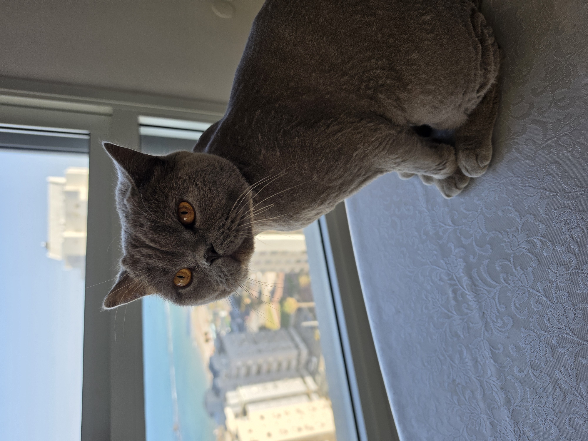 A gray British Shorthair cat with amber eyes is resting on a white surface with a floral pattern. The cat is positioned in the upper portion of the frame, facing the camera with its head tilted. The background includes a window with a cityscape featuring buildings, the ocean, and a blue sky visible. The location appears to be a high-rise building overlooking a coastal city.