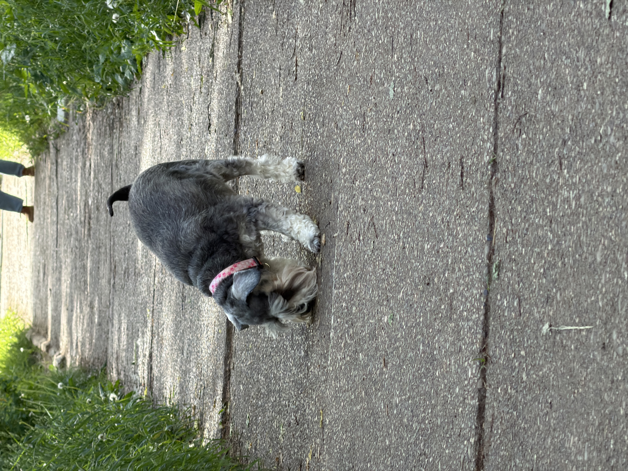 A medium-sized Schnauzer dog with a pink collar is sniffing the ground on a paved walkway. The walkway has lines and cracks. Green grass is visible along the edges of the walkway. The location is unknown.