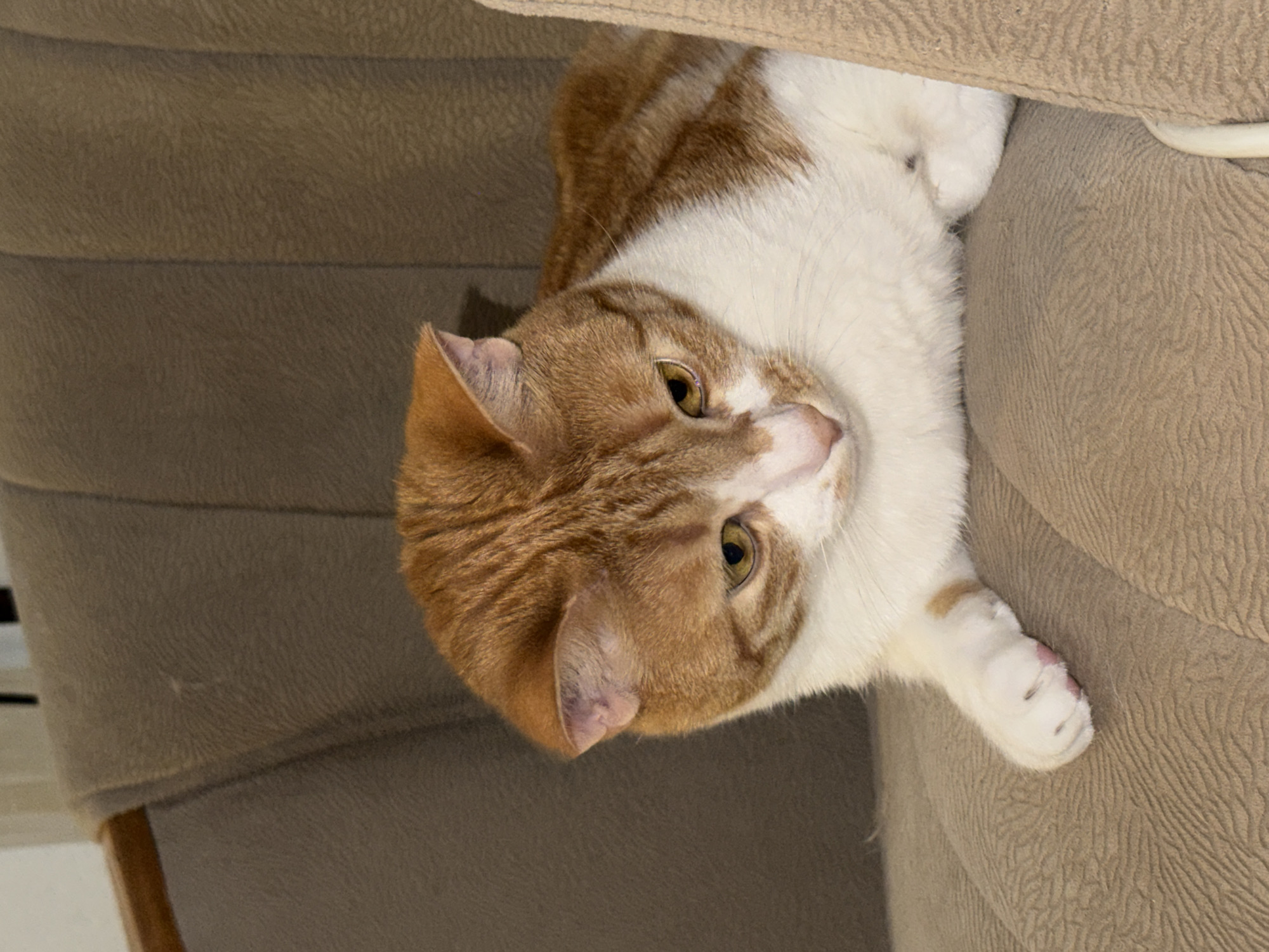 A close-up, indoor shot shows an orange and white cat resting on a beige upholstered chair. The cat is lying on its side, with its head and one paw visible. The cat's head is mostly orange with white markings, and its eyes are a yellow-green color. The paw is white with pink paw pads. The chair has a textured beige fabric. The location is unknown and cannot be determined from the image.