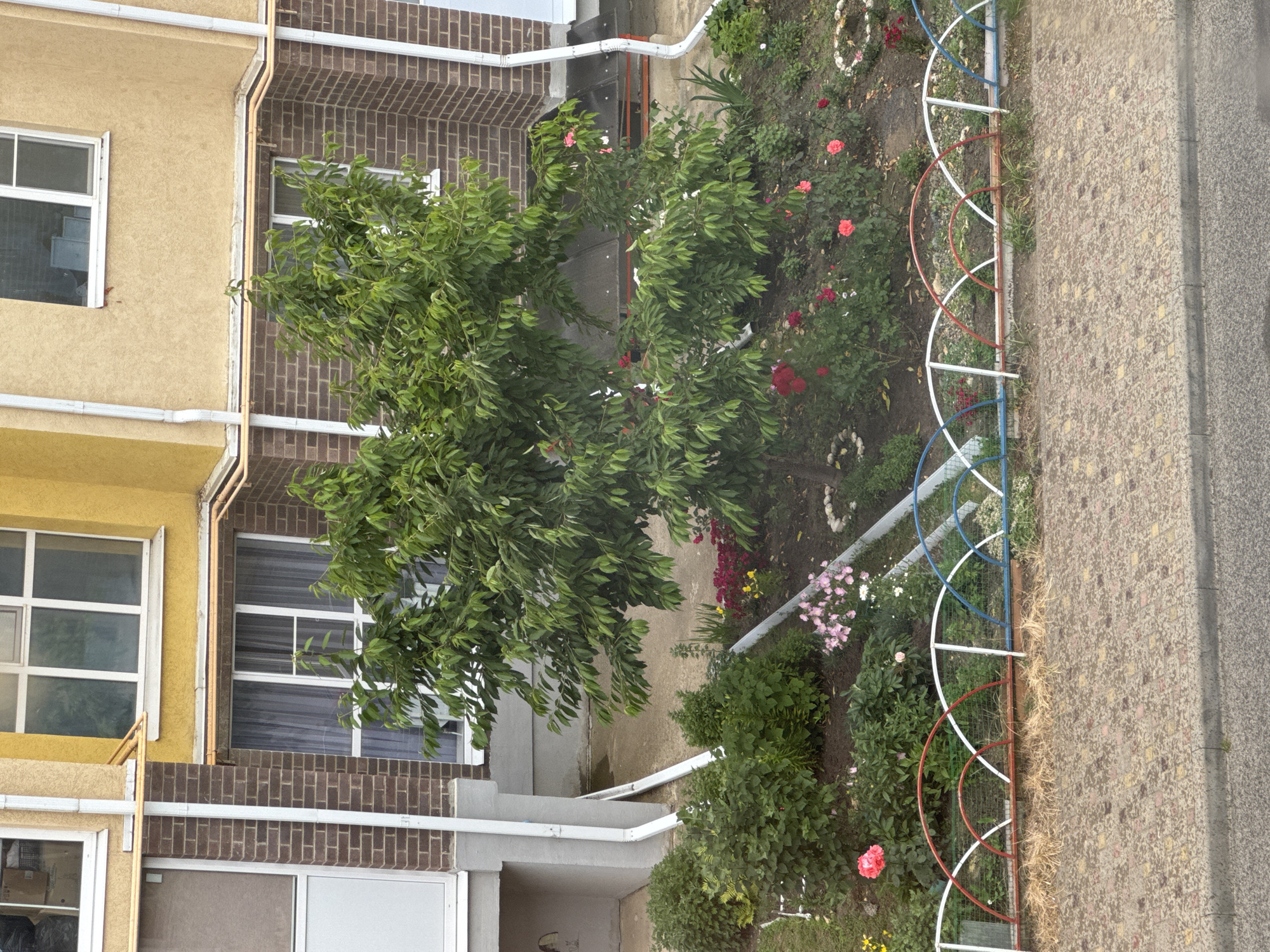 An overhead view shows a small garden area in front of a building in Mikhaylovsk, Russia. The garden contains a medium-sized tree with dense green foliage and several clusters of pink and red roses. A low, arched fence made of white, red, and blue metal sections borders the garden. Behind the garden is a paved area and the lower floors of a building with yellow and brick facades, featuring windows and downspouts. The ground in front of the fence is covered with dry grass and straw. The scene appears to be an outdoor residential or public space.