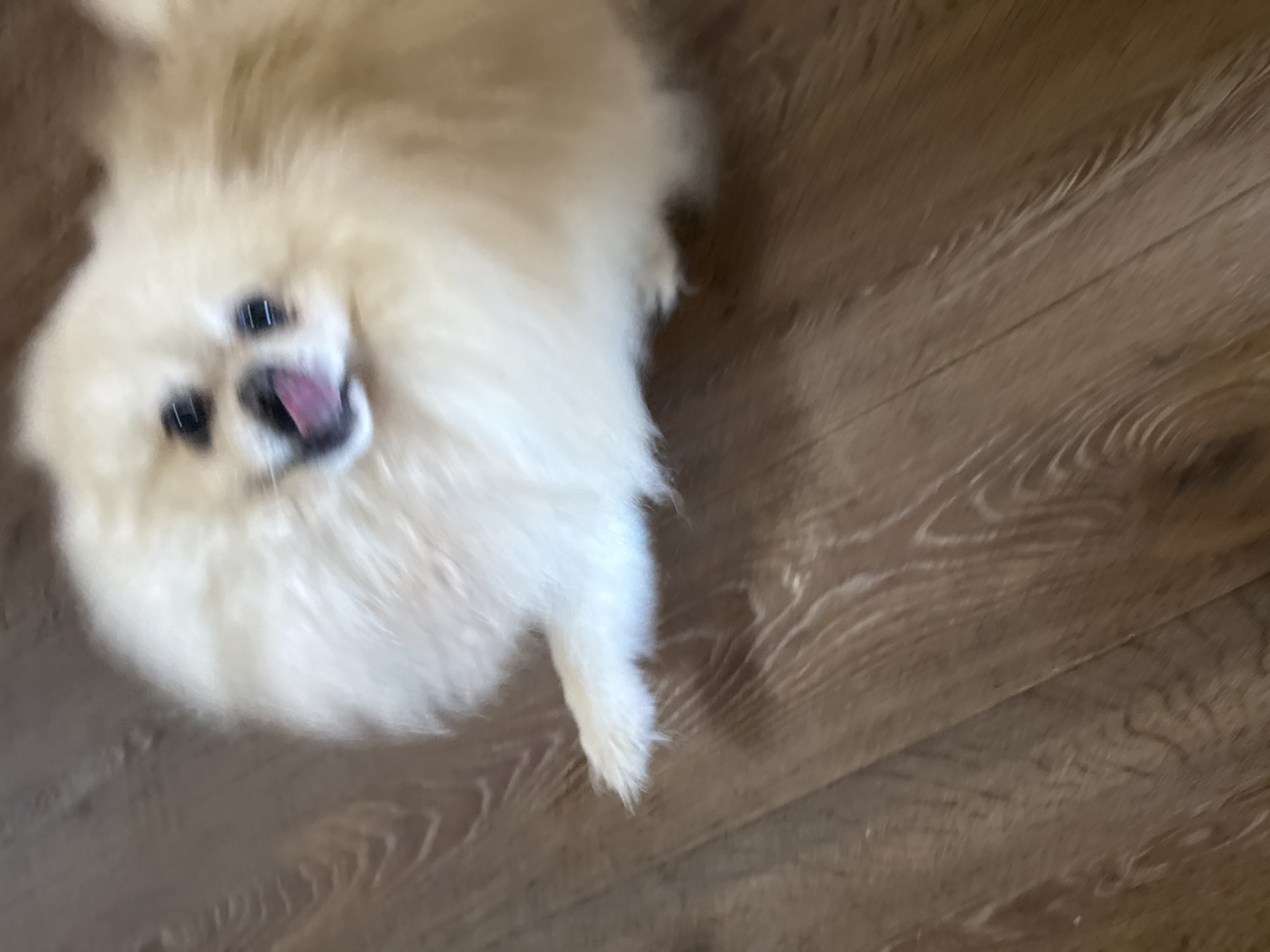 A blurry, close-up, eye-level, indoor shot captures a cream-colored Pomeranian dog on a wooden floor. The dog's face is the primary focus, with its mouth open and tongue visible. One of its paws is extended towards the bottom left corner of the frame. The wooden floor exhibits a plank pattern with variations in color and wood grain. The lighting appears to be ambient, casting no harsh shadows. The background is out of focus. The image's motion blur suggests movement.