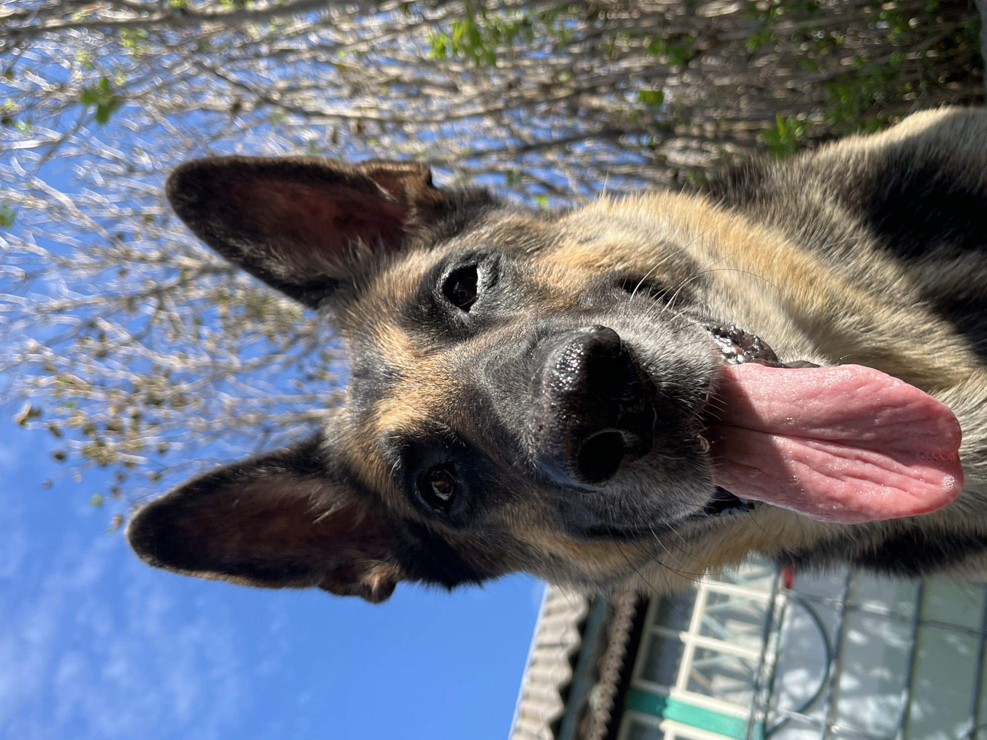 A German Shepherd dog with its tongue hanging out poses for a close-up photo outdoors under a bright blue sky. The dog's face is centrally framed, with its ears perked up and dark eyes looking directly at the camera. The background is blurred, showing the silhouettes of trees and some of the roof of a building on the left. There is no indication that this image was taken in Nizhny Tagil, Russia.
