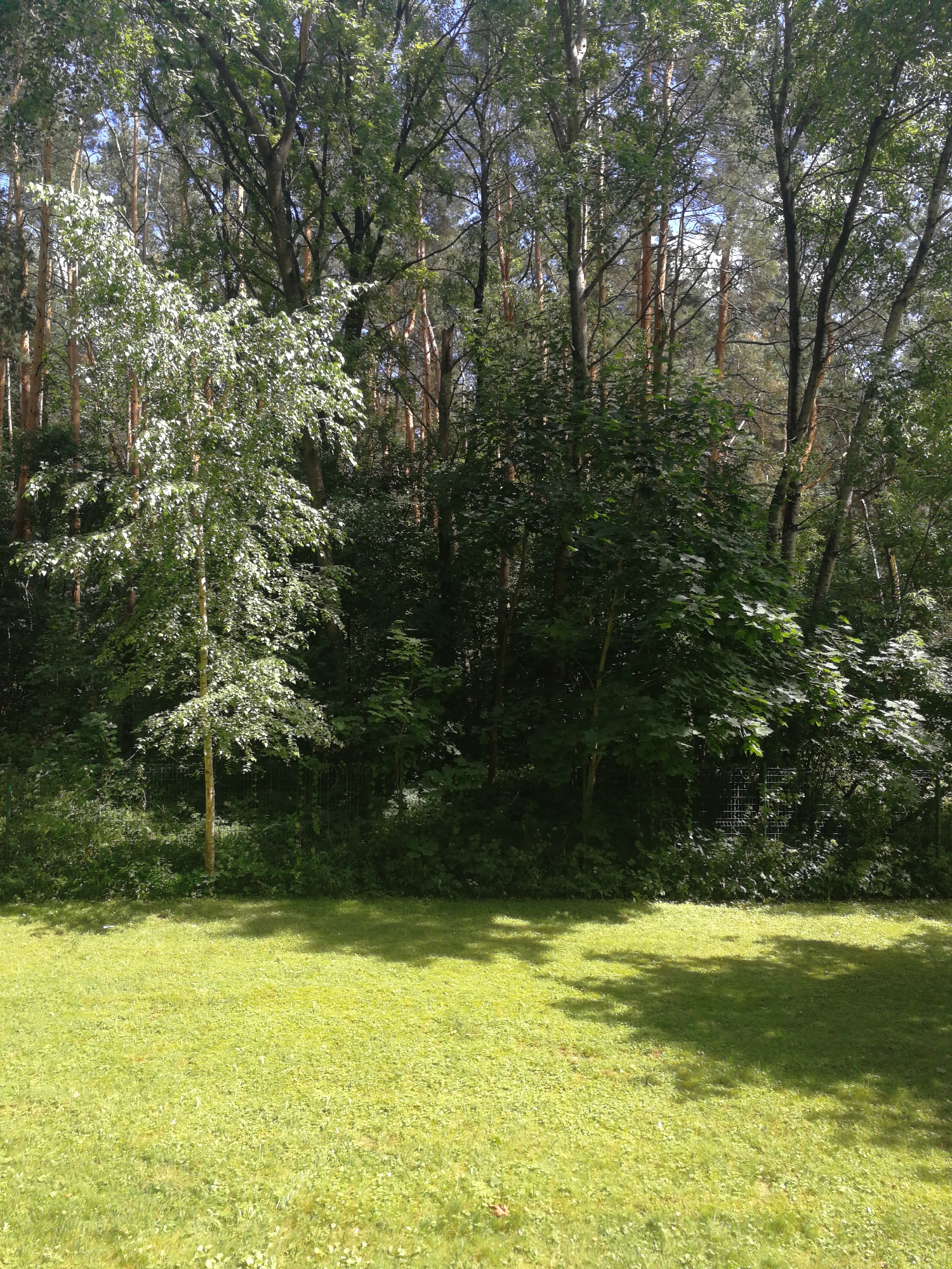 The image depicts a sunlit grassy area in front of a dense forest. The grass is a vibrant green, with patches of lighter green and some scattered leaves. The forest behind the grass is thick with trees, primarily deciduous with some pine trees visible. The trees have varying shades of green foliage, and sunlight filters through the leaves, creating dappled shadows on the grass. In the foreground, the grass appears to be freshly cut and is well-maintained. The overall scene suggests a park or a backyard bordering a wooded area. There are no people or animals visible in the image.