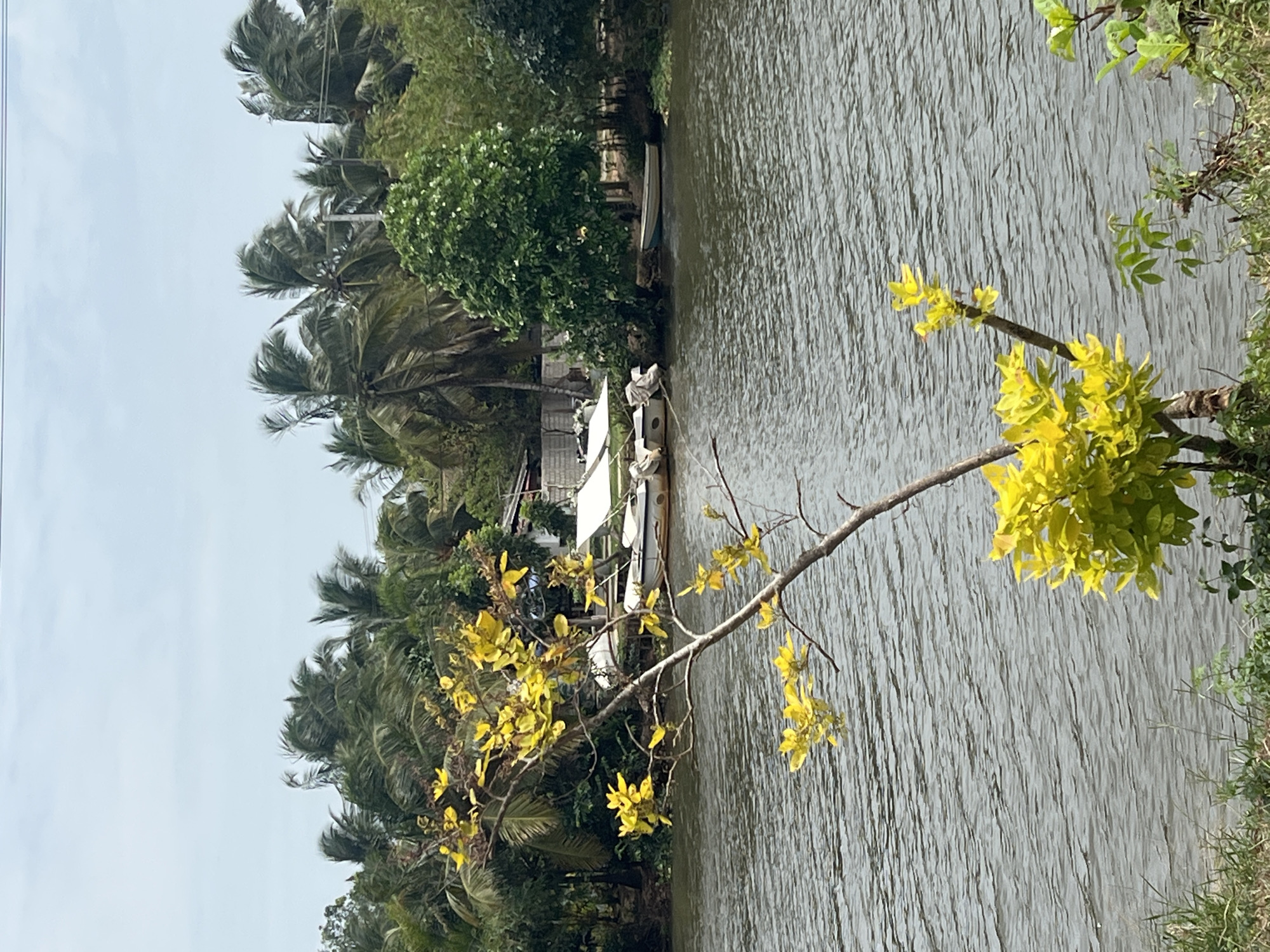 The image depicts a natural scene along a river in Alawathupitiya, Sri Lanka. In the foreground, a small tree with bright yellow leaves is in bloom, its branches extending towards the water. The river, with its rippling surface, occupies the central part of the frame. On the opposite bank, lush green vegetation, including palm trees and other foliage, dominates the landscape. Several boats are visible moored along the riverbank, some covered with white tarpaulins, suggesting potential use for transport or leisure. The sky above is overcast with light clouds. The overall impression is one of a serene, tropical environment.