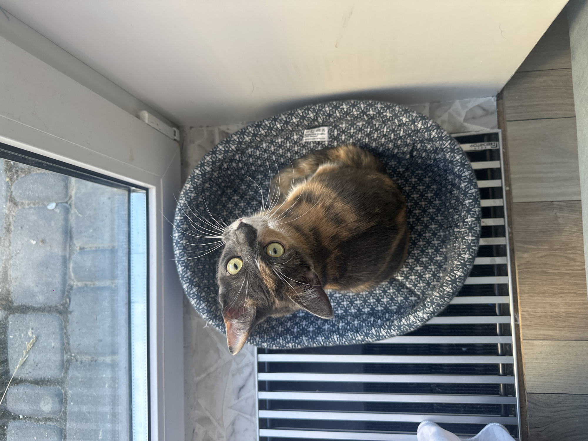 A calico cat with wide, green eyes looks up from a round, patterned cat bed. The cat is positioned in the center of the bed, which is placed on top of a white radiator with silver slats. To the left of the cat bed is a window with a view of cobblestone pavement outside. The light filtering through the window suggests it is daytime, possibly sunny. The overall scene appears to be indoors, likely in a home environment. The cat's gaze is directed upwards, as if looking at the person taking the photo. There is a white tag with black text on the inside of the cat bed.