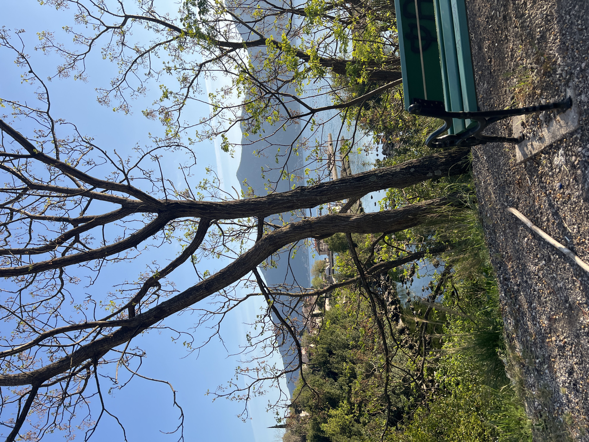 The image shows a view in Donji Orahovac, Montenegro. The perspective is from a slightly elevated position, potentially a park or garden, looking towards a body of water, likely the Bay of Kotor. A bench is situated on the right side of the frame, with a gravelly path or ground visible beneath it. A large tree with bare branches occupies a significant portion of the left and center of the frame, partially obscuring the view of the water and distant mountains. Vegetation including bushes and trees are growing on the slope beneath the viewing point. A small cluster of buildings is visible in the distance. The sky is clear and blue.