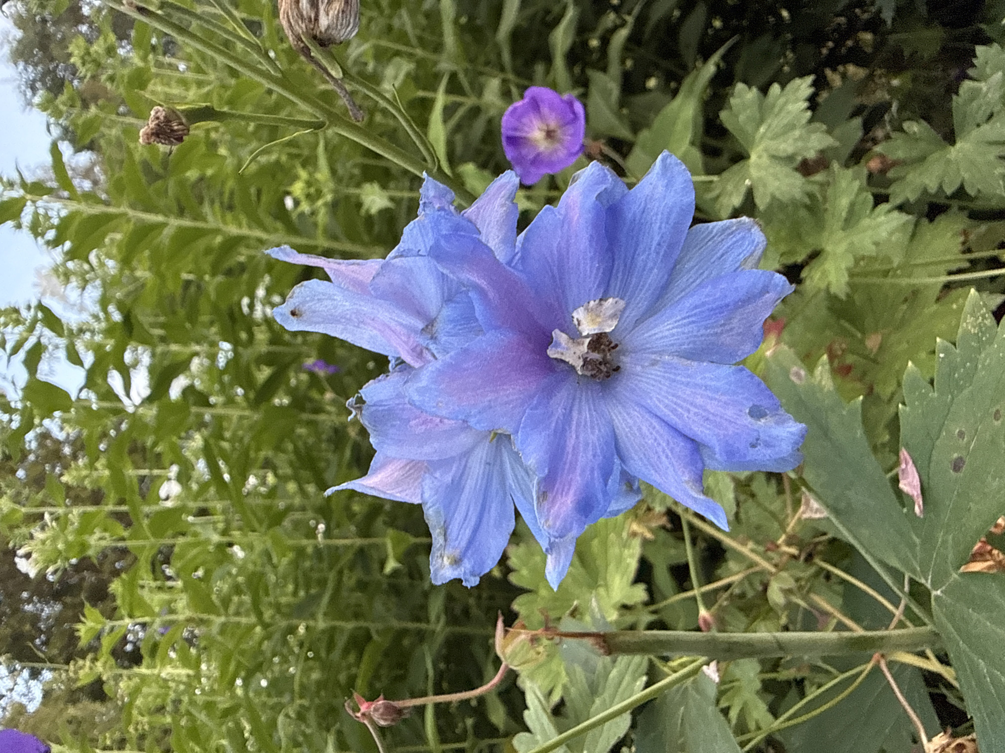 An extreme close-up shot focuses on a large, vibrantly colored blue and purple delphinium flower in the foreground. The flower has multiple petals, some of which are slightly curled and delicate, showing intricate veining. In the background, out of focus, is a lush green garden with tall, leafy plants and foliage. A small, purple flower with a lighter center is visible to the right of the delphinium, also out of focus. The lighting suggests it is daytime, possibly late afternoon, with soft natural light illuminating the scene. The overall impression is one of natural beauty and tranquility within a garden setting.